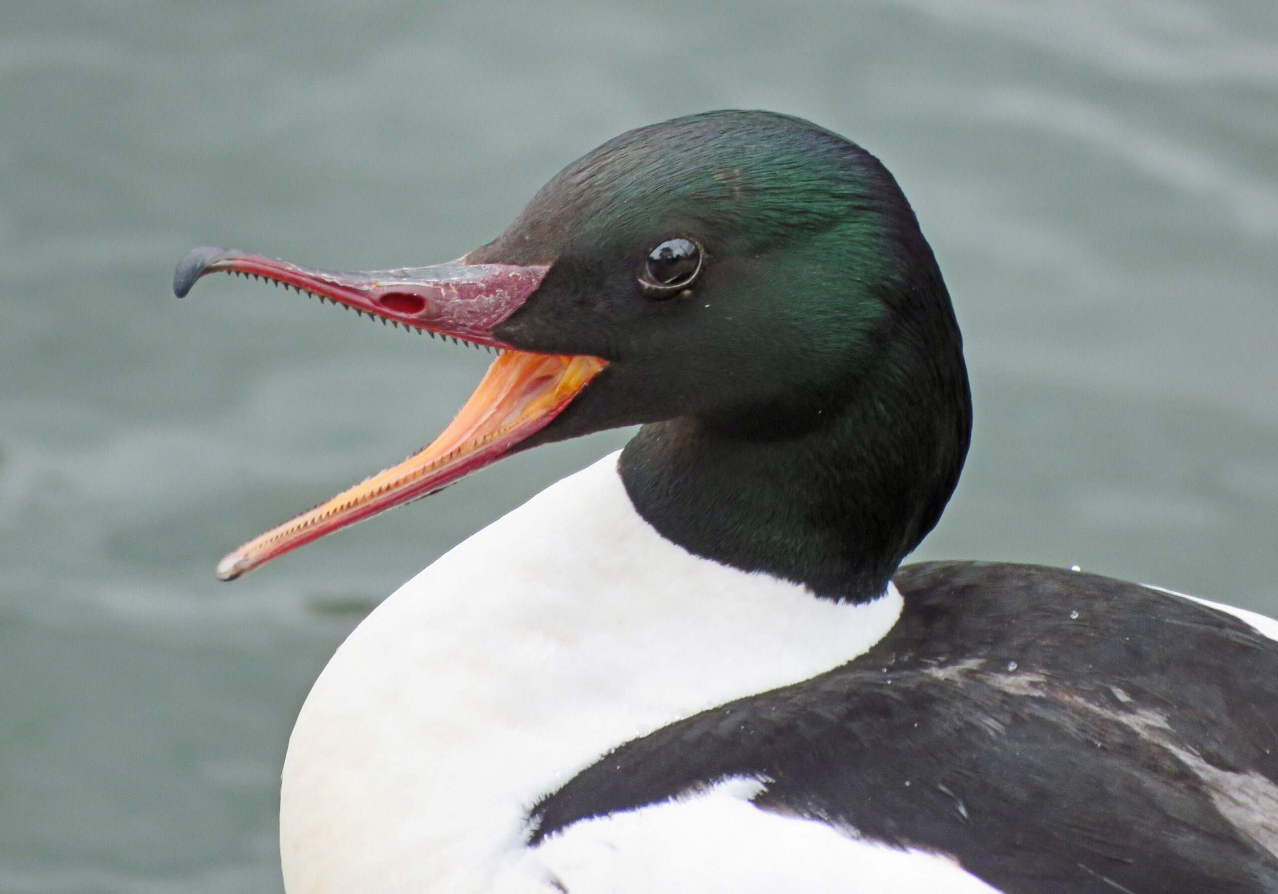 Foto di: Antonia Lenstra