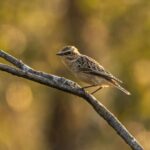 Stiaccino - Ficedula