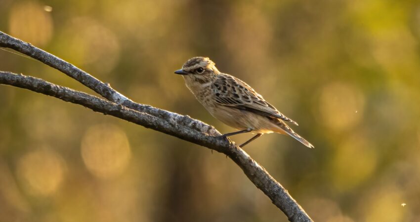 Stiaccino - Ficedula