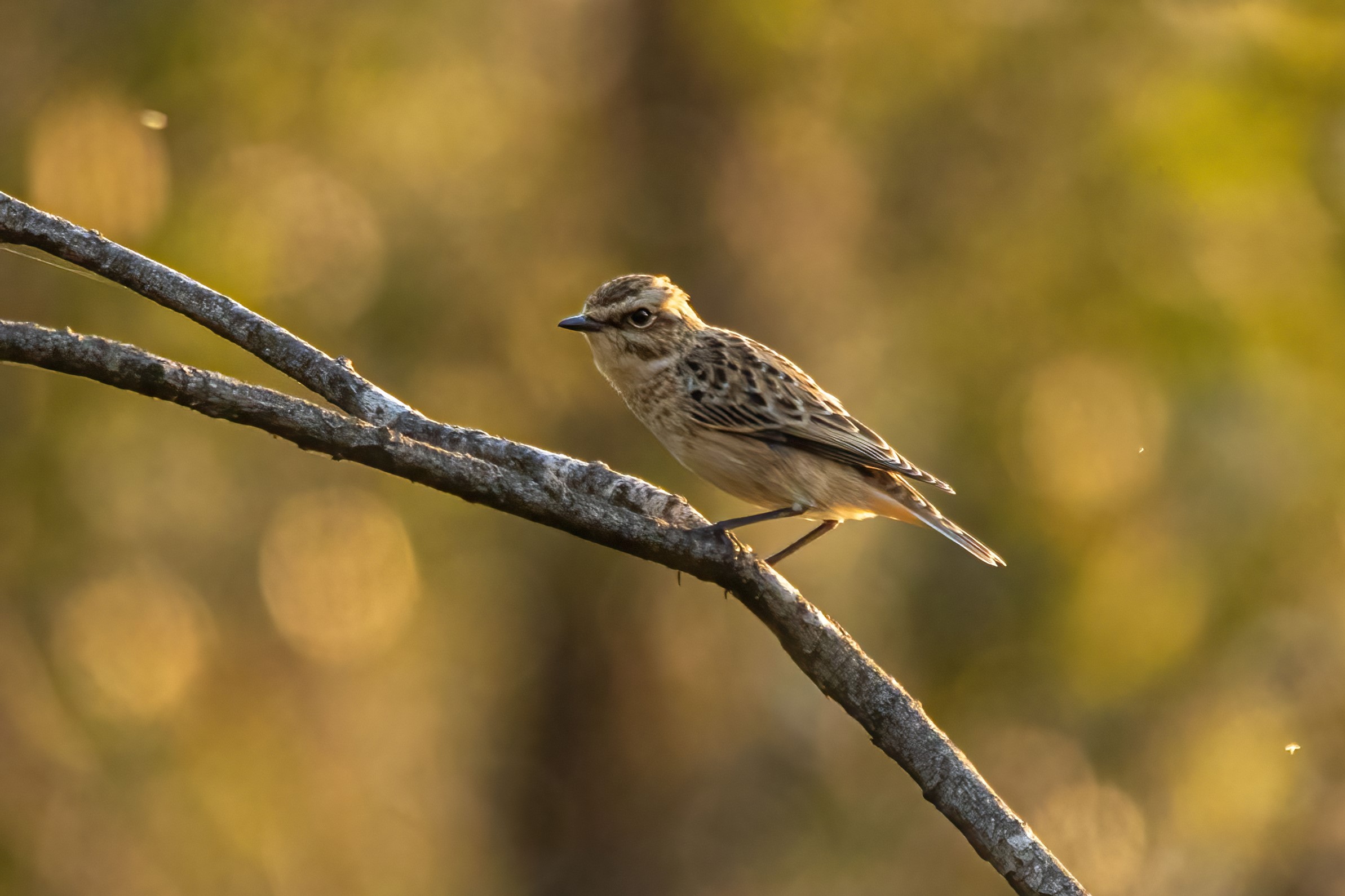 Stiaccino - Ficedula