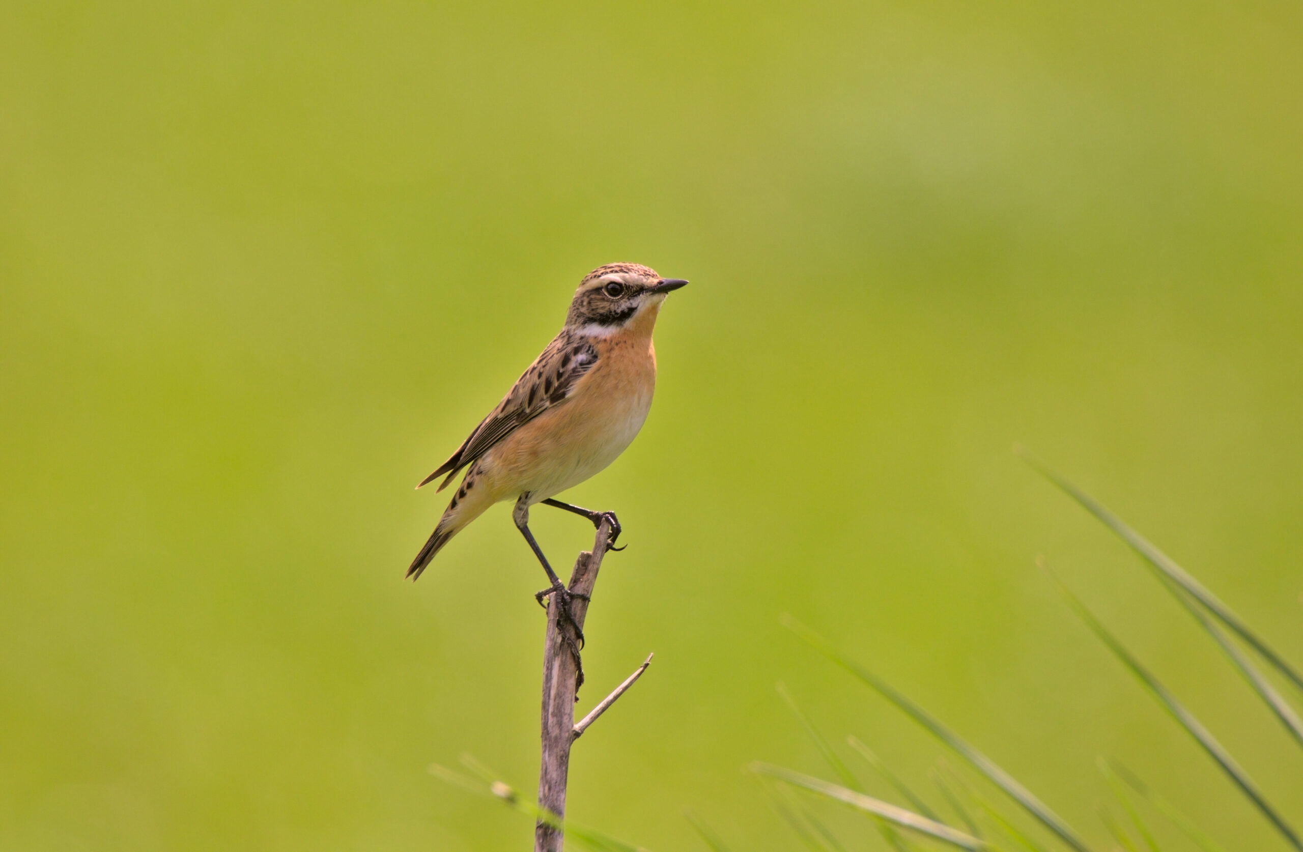 Foto di: Stefano Gonzalez