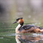 Svasso maggiore - Ficedula