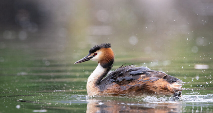 Svasso maggiore - Ficedula