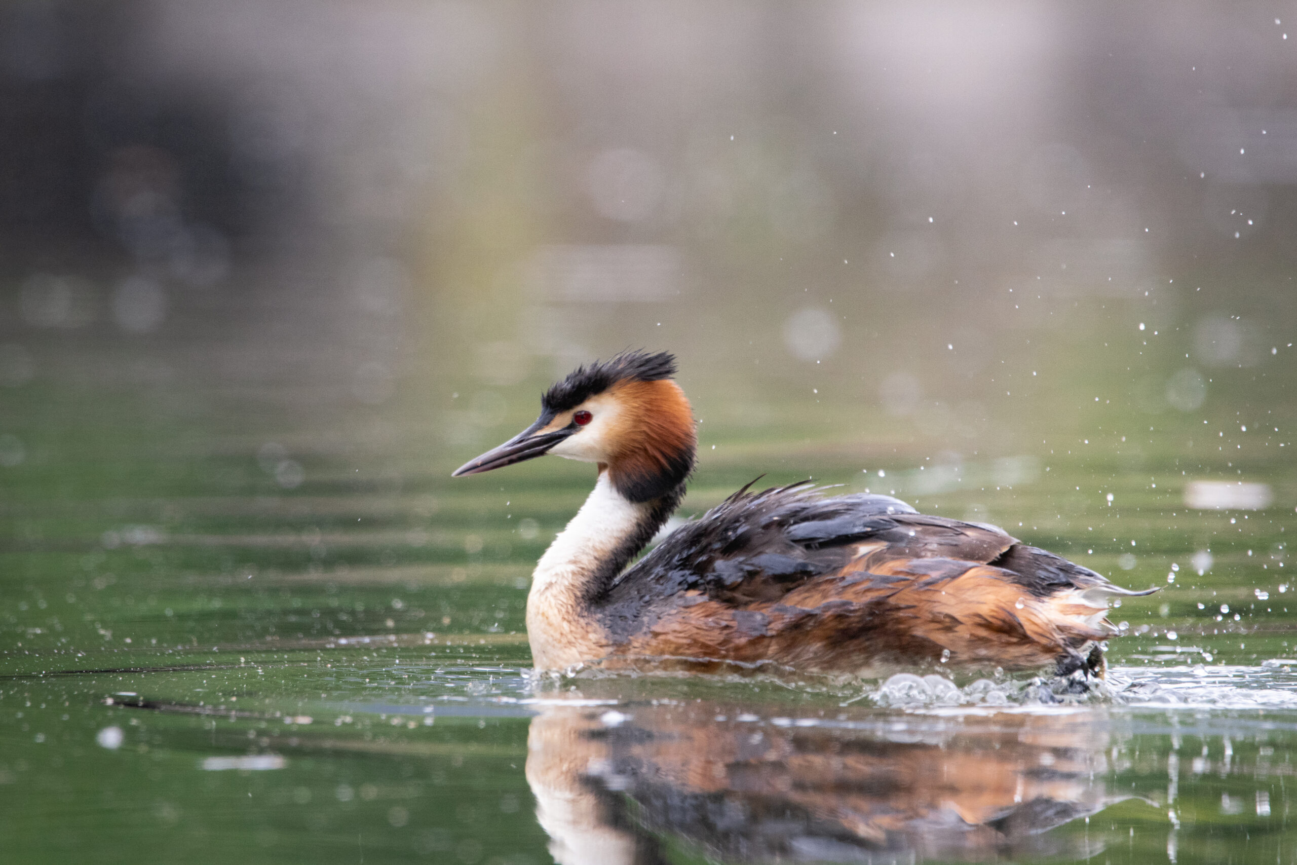 Svasso maggiore - Ficedula