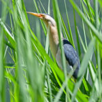 Tarabusino - Ficedula