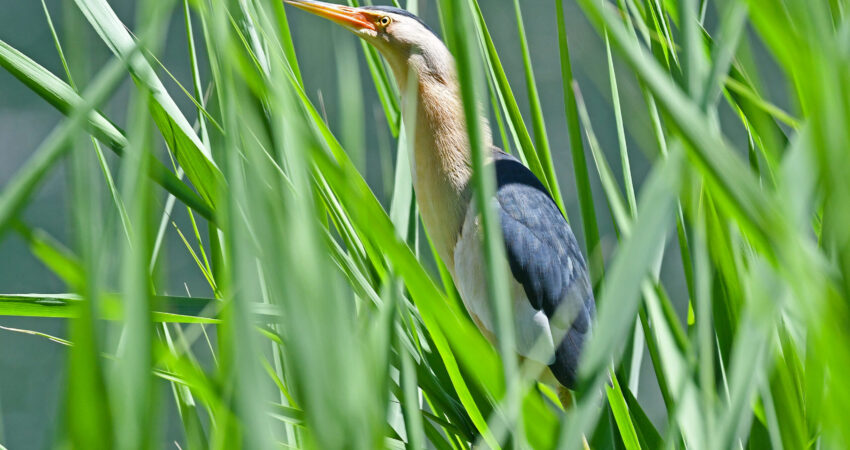 Tarabusino - Ficedula