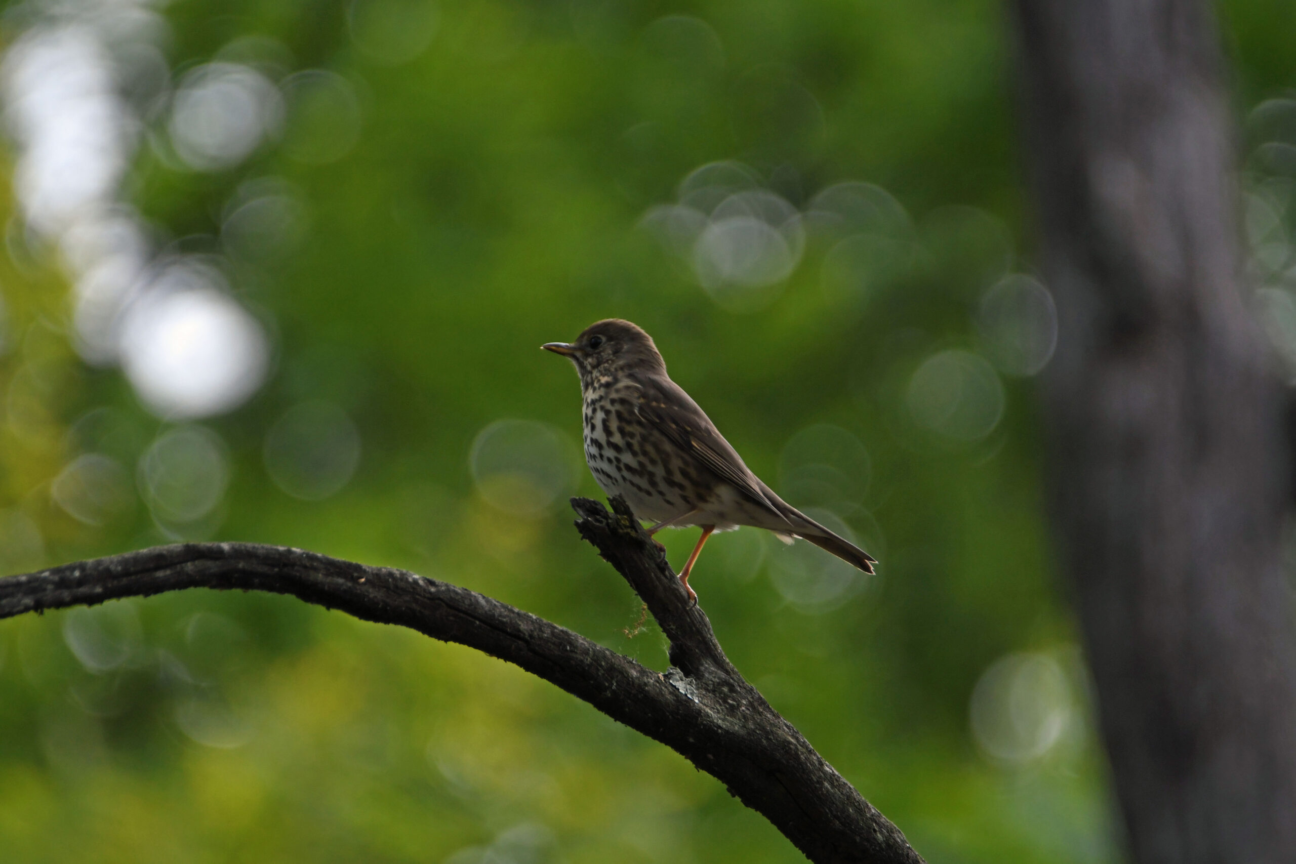 Foto di: Davide Magnaghi