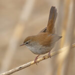 Usignolo di fiume - Ficedula