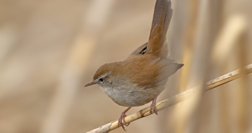 Usignolo di fiume - Ficedula