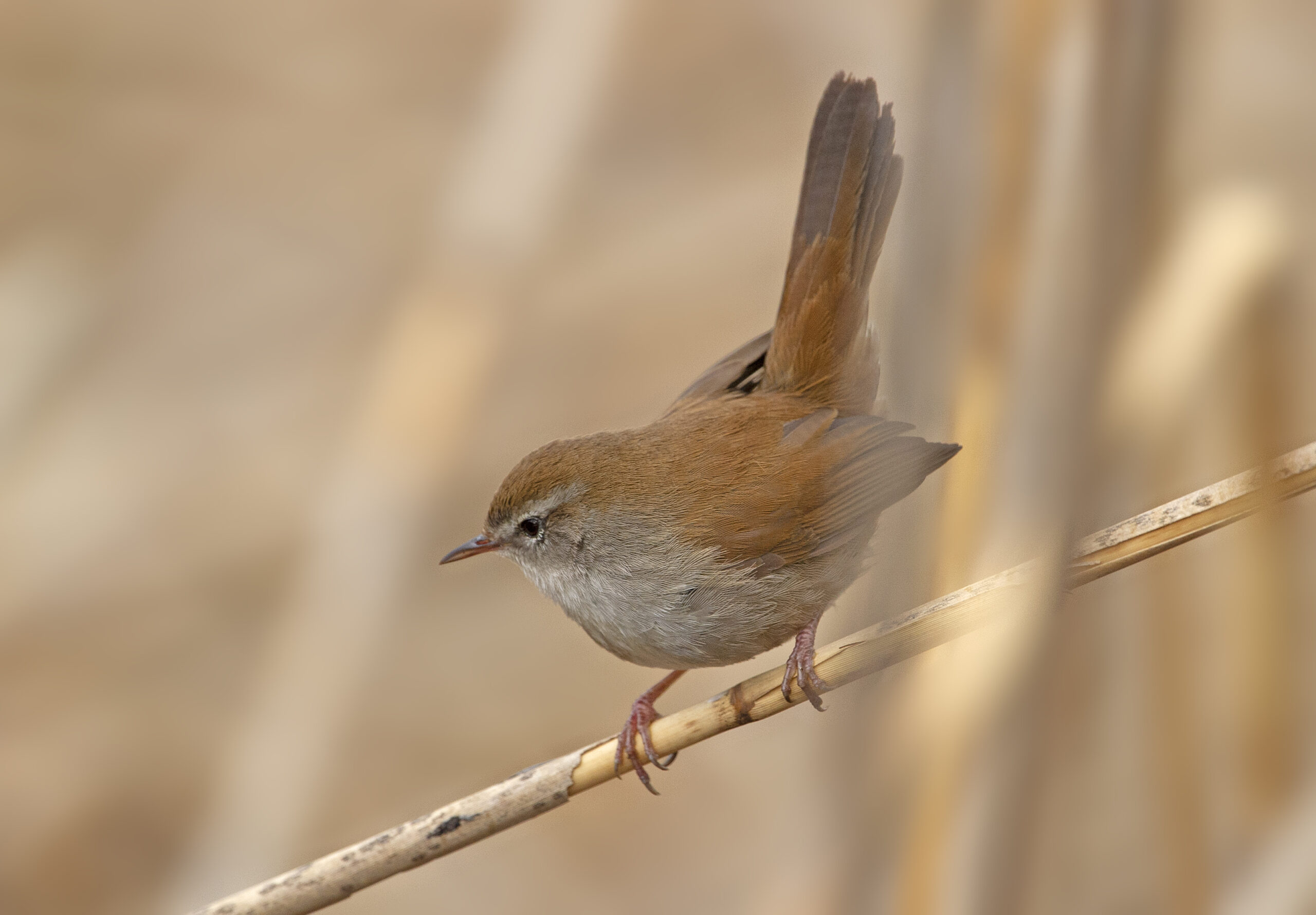 Usignolo di fiume - Ficedula