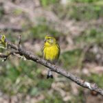 Verzellino - Ficedula