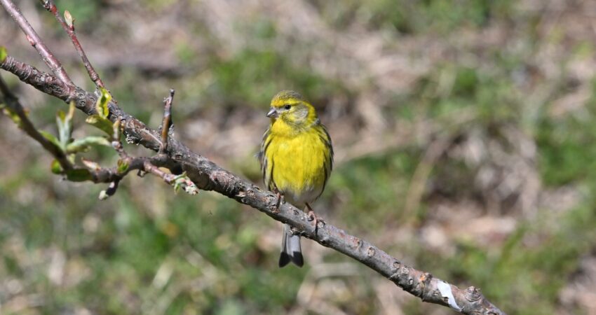 Verzellino - Ficedula