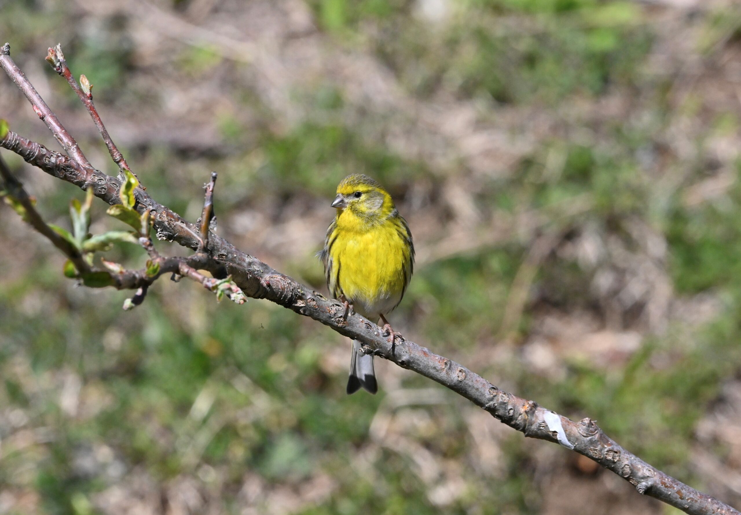 Verzellino - Ficedula