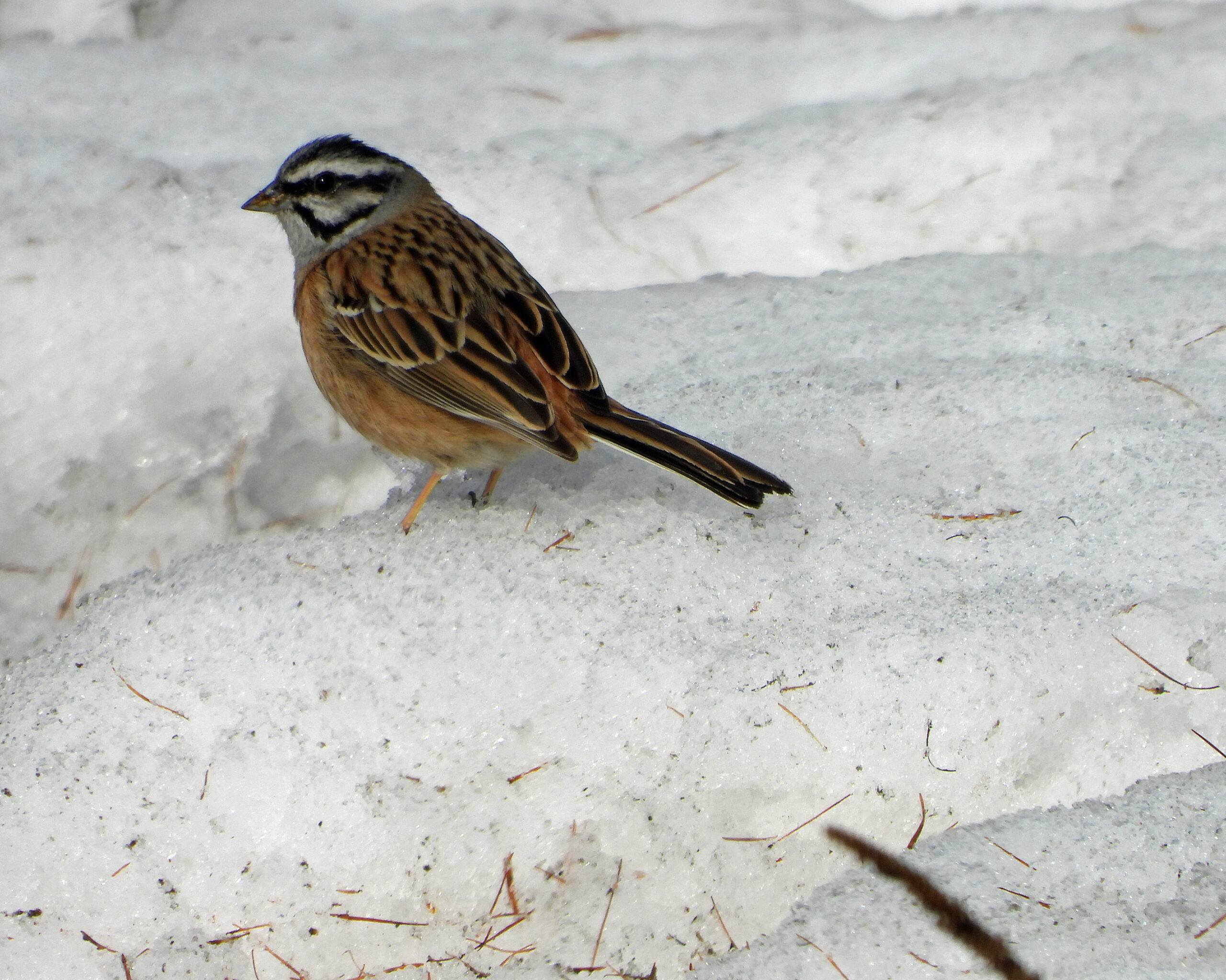 Foto di: Davide Magnaghi