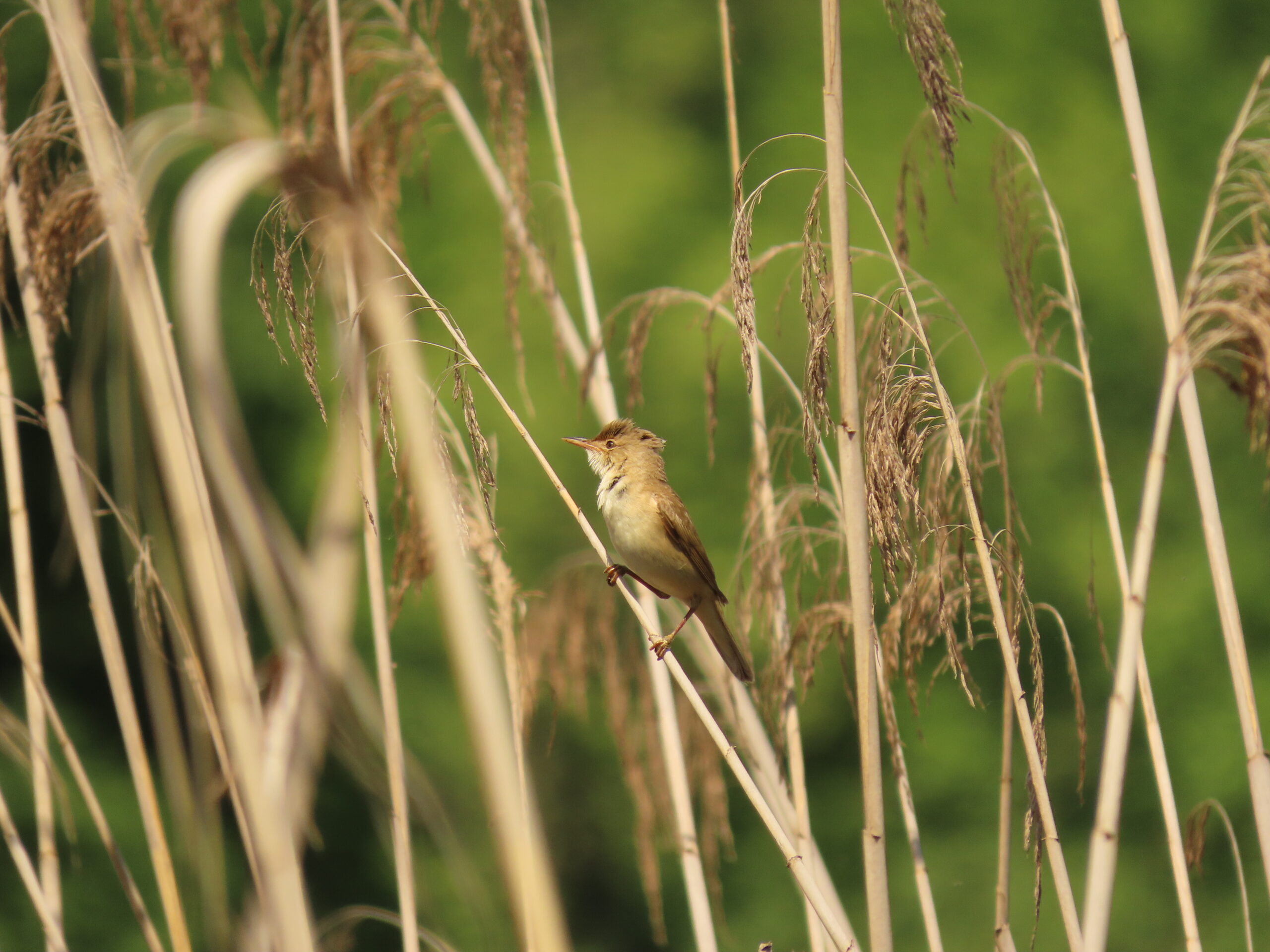 Foto di: Ilaria Cattaneo