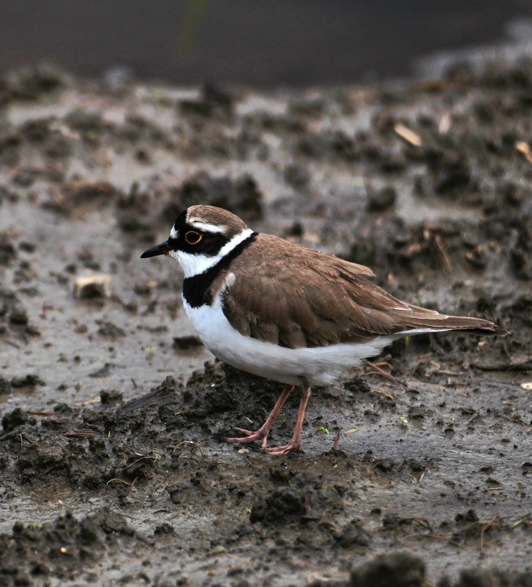 Foto di: Simona Bassi