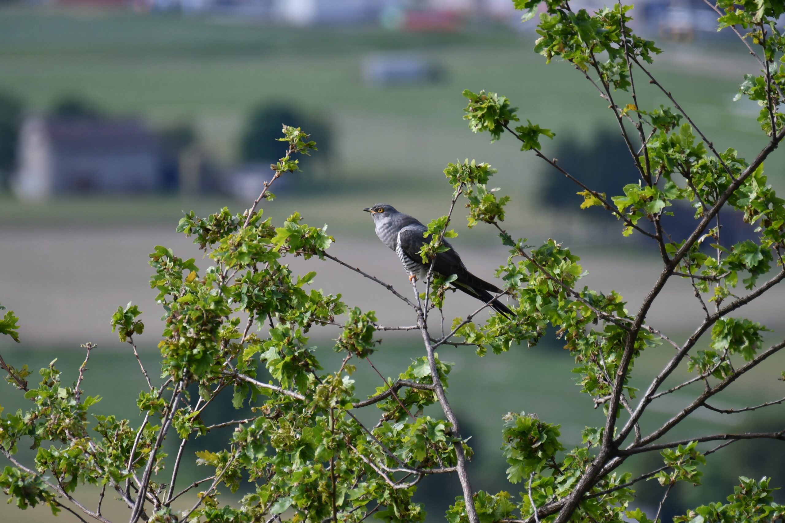 Foto di: Claudia Coray