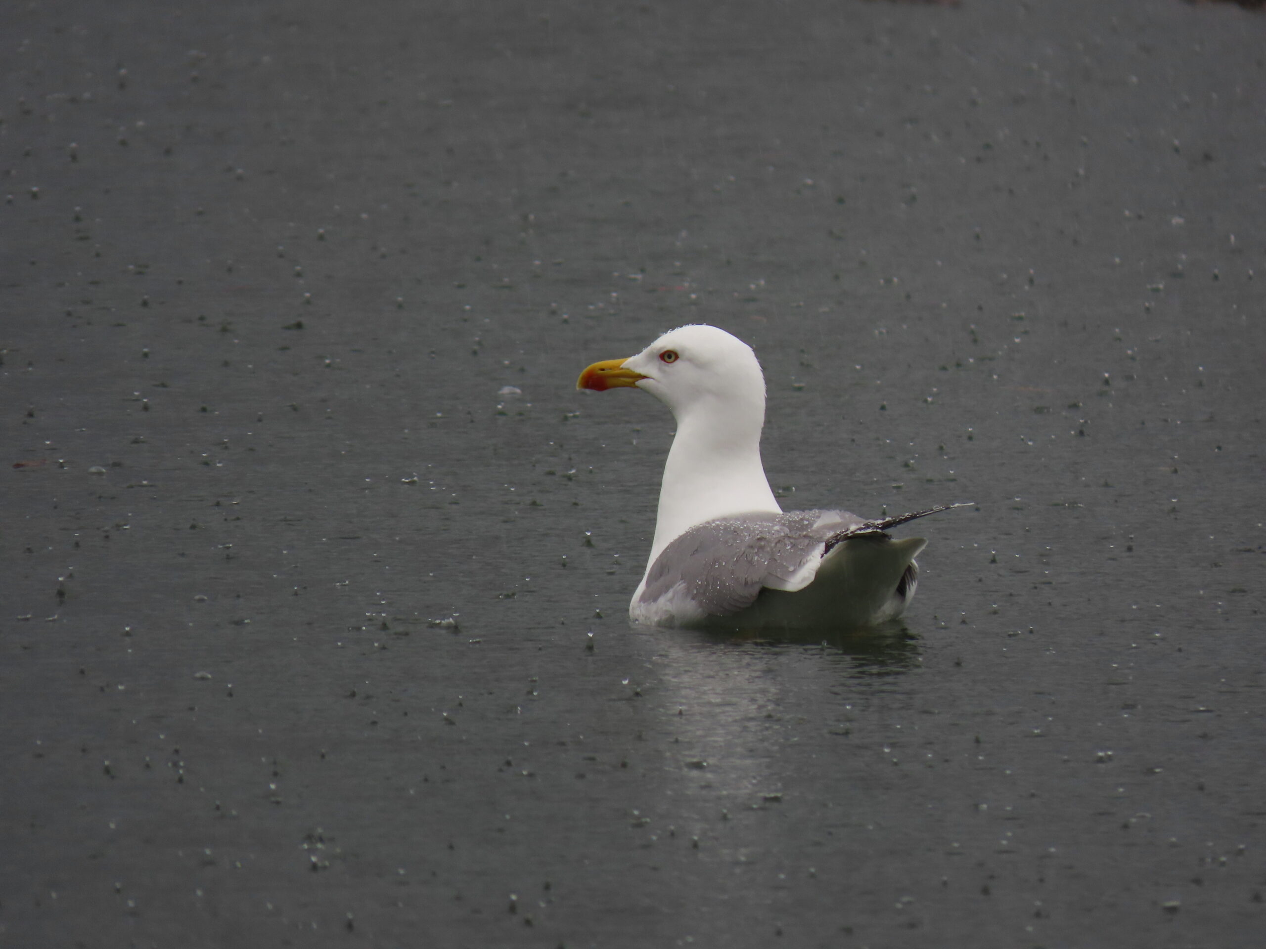 Foto di: Ilaria Cattaneo