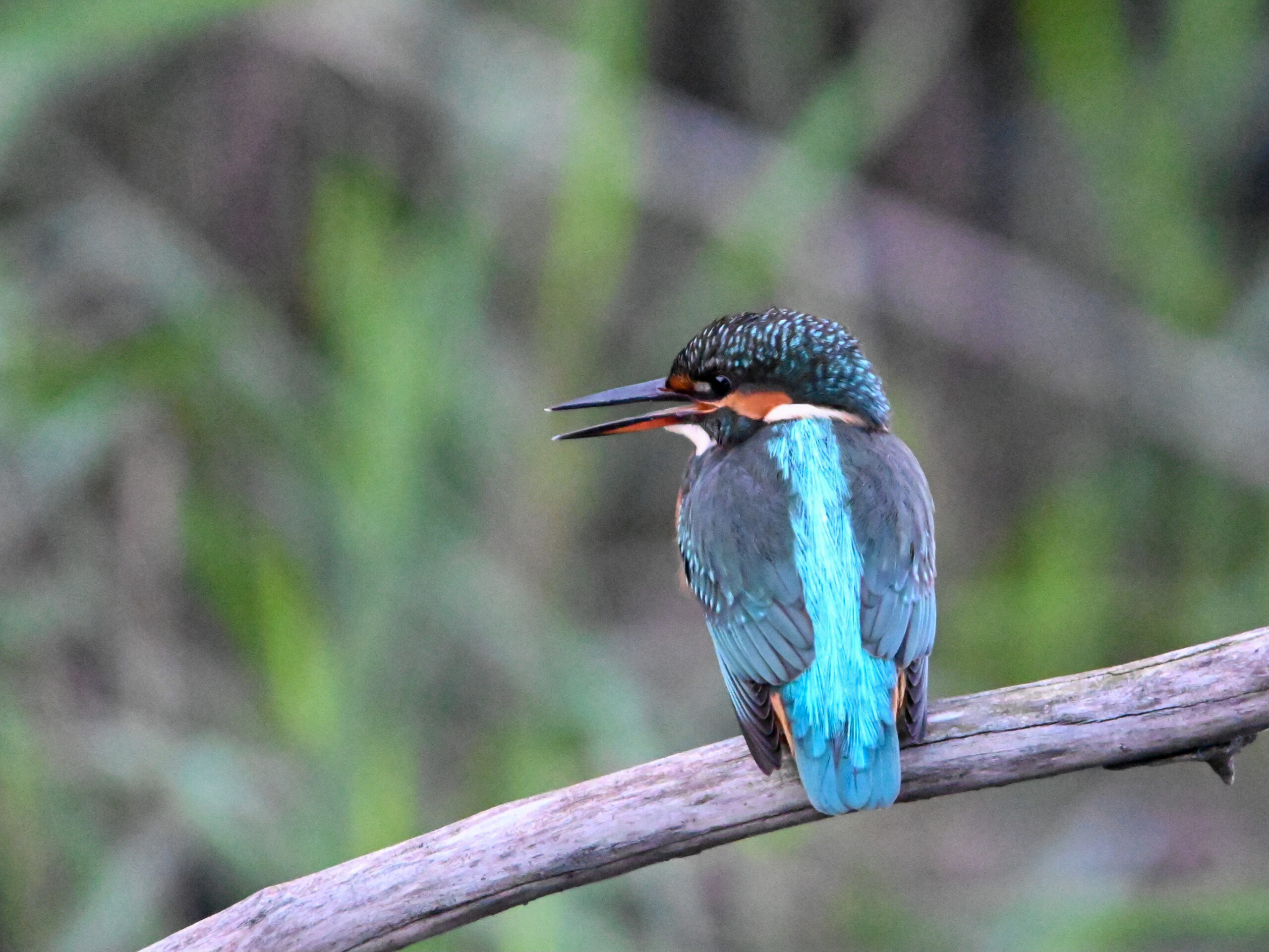 Foto di: Martina Gut