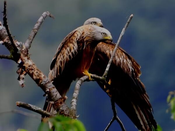 Benvenuto Nibbio Reale - News Ficedula