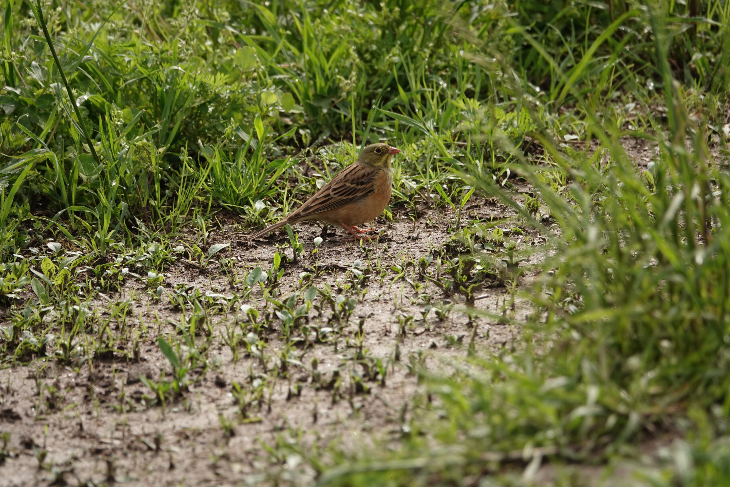 Foto di: Ilaria Cattaneo