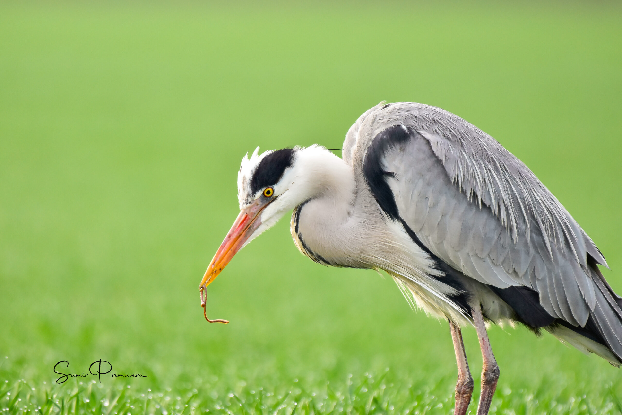 Foto di: Samir Primavera