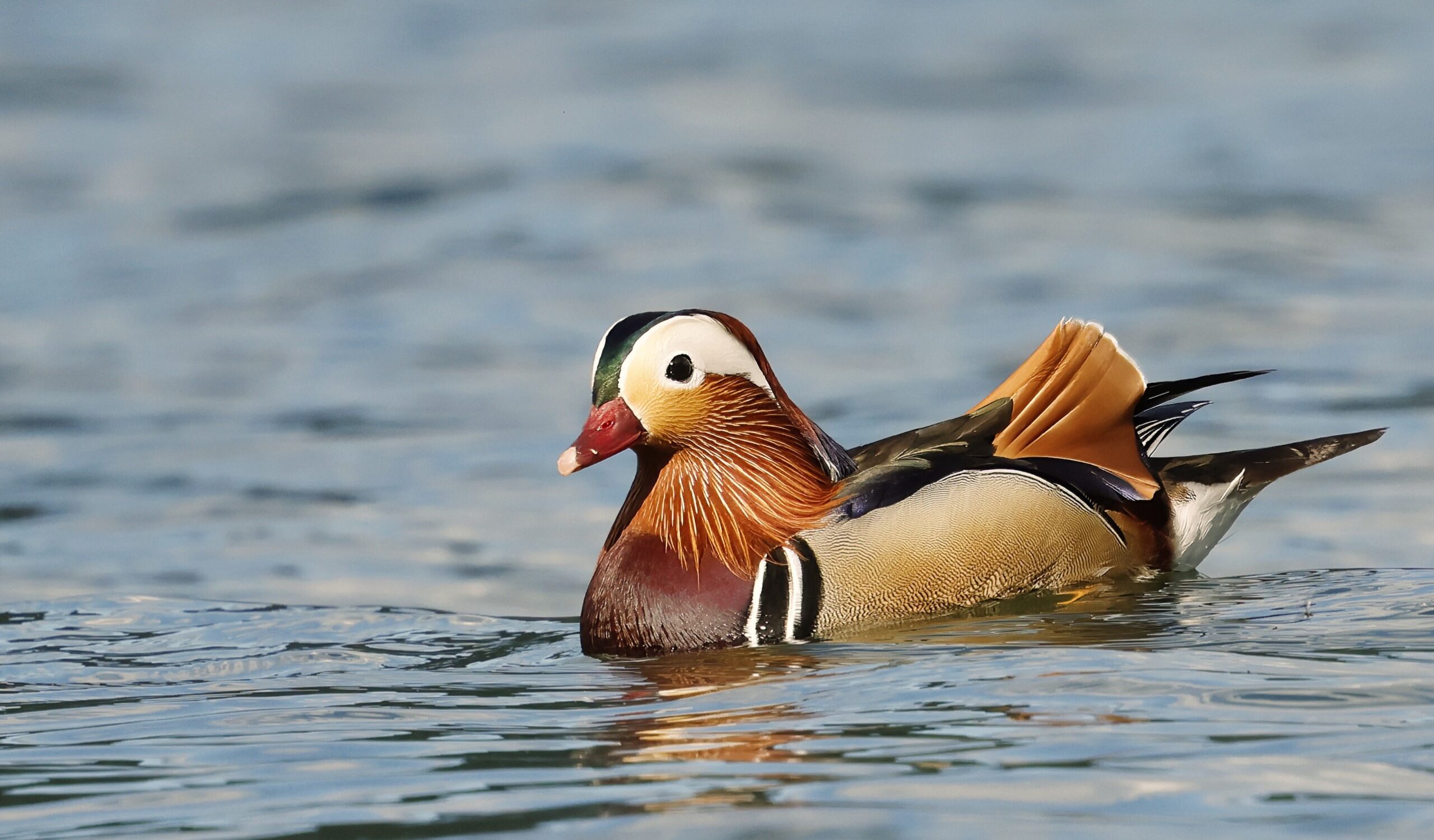 Foto di: Jorge Herzig