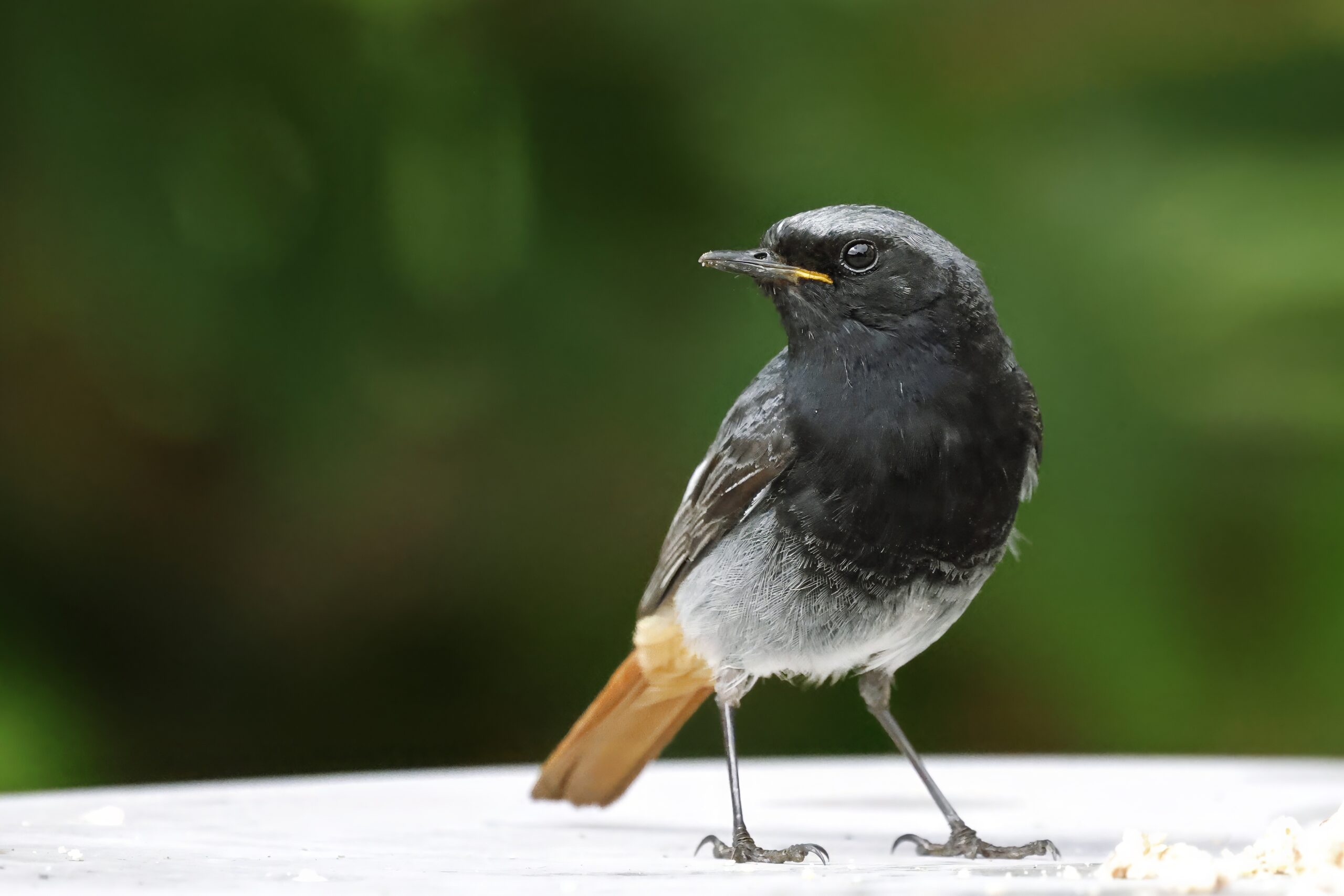 Foto di: Jorge Herzig