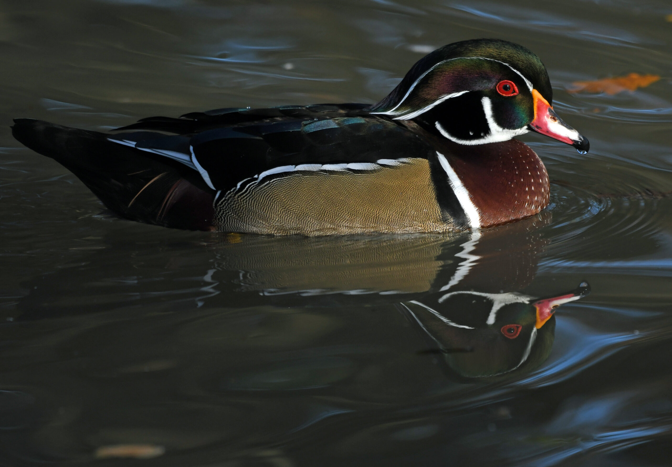 Foto di: Davide Magnaghi