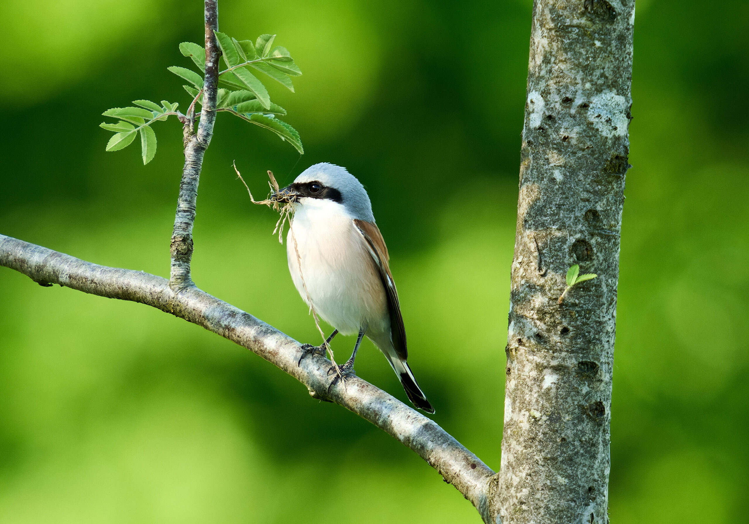 Foto di: Olaf Homfeld