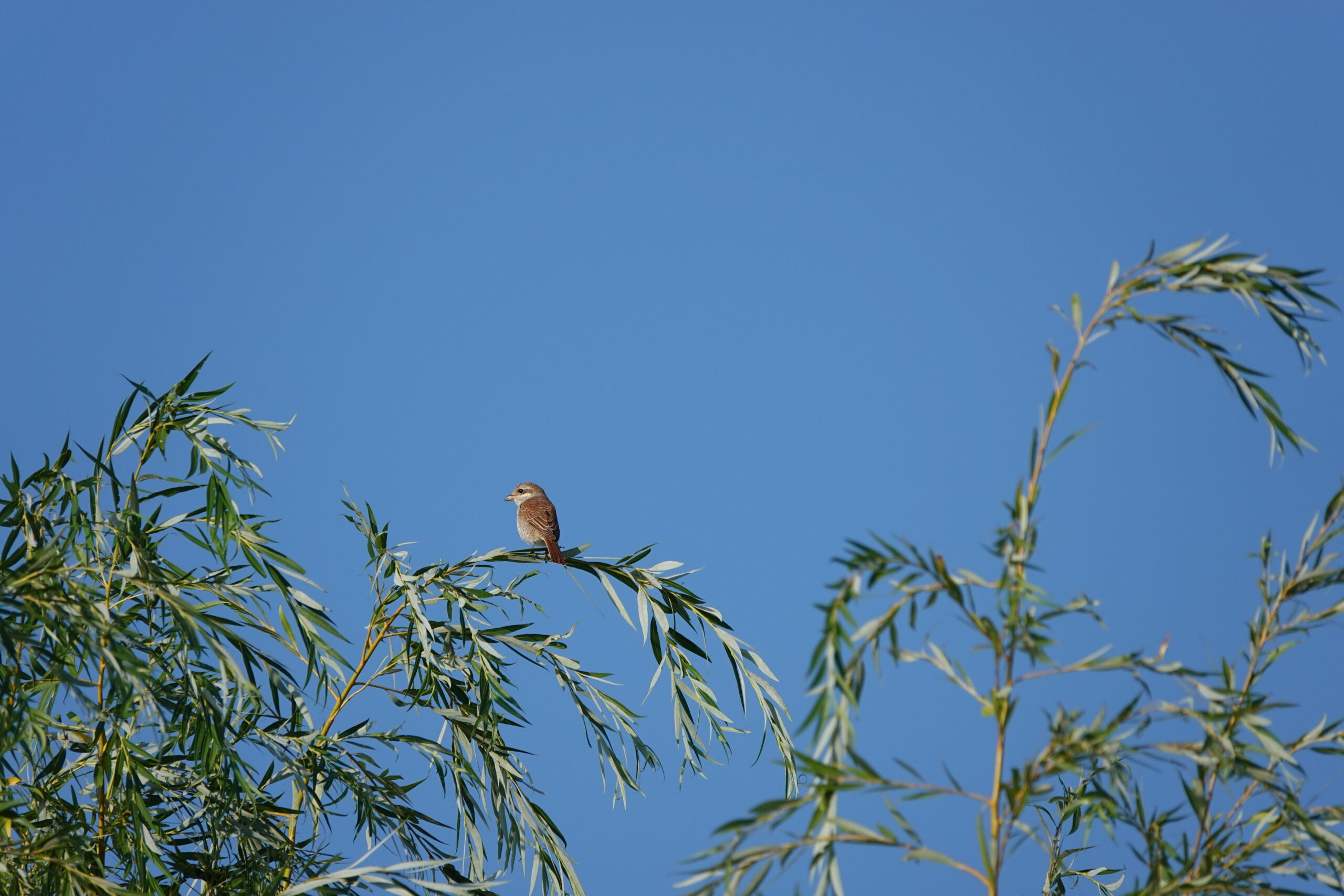 Foto di: Laura Caverzasio