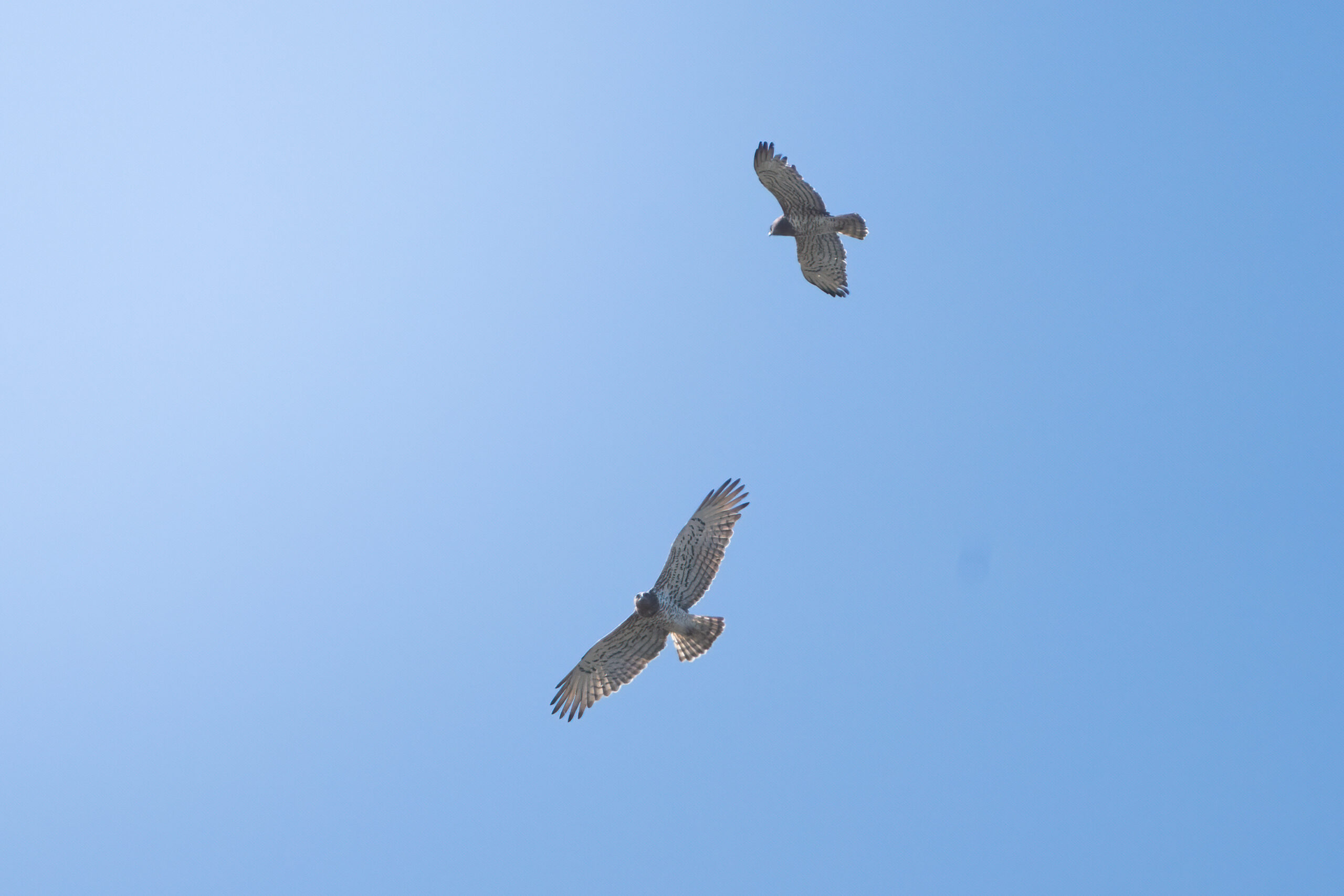 Foto di: Nicola Pini