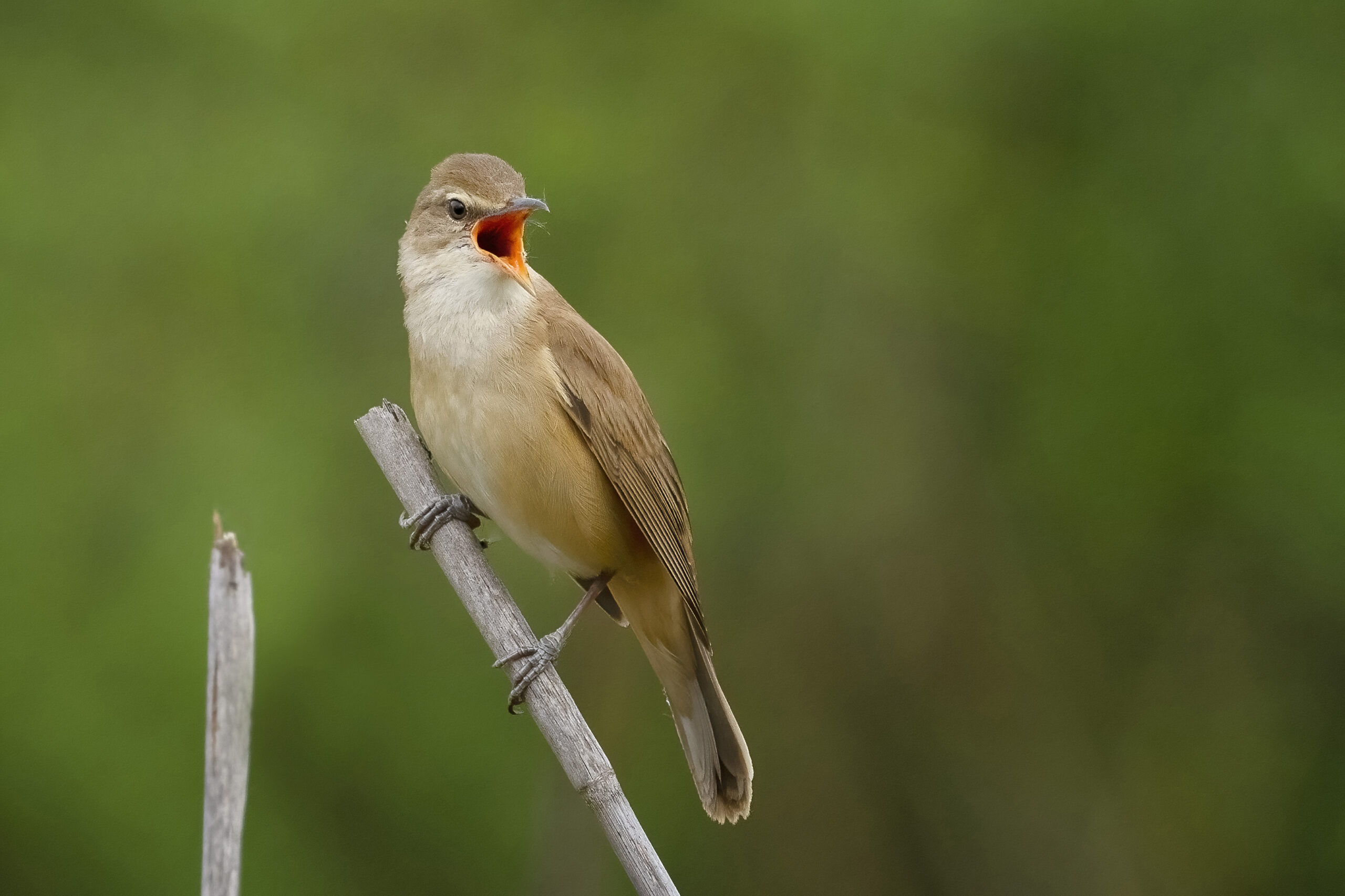 Foto di: Dolores De Maria