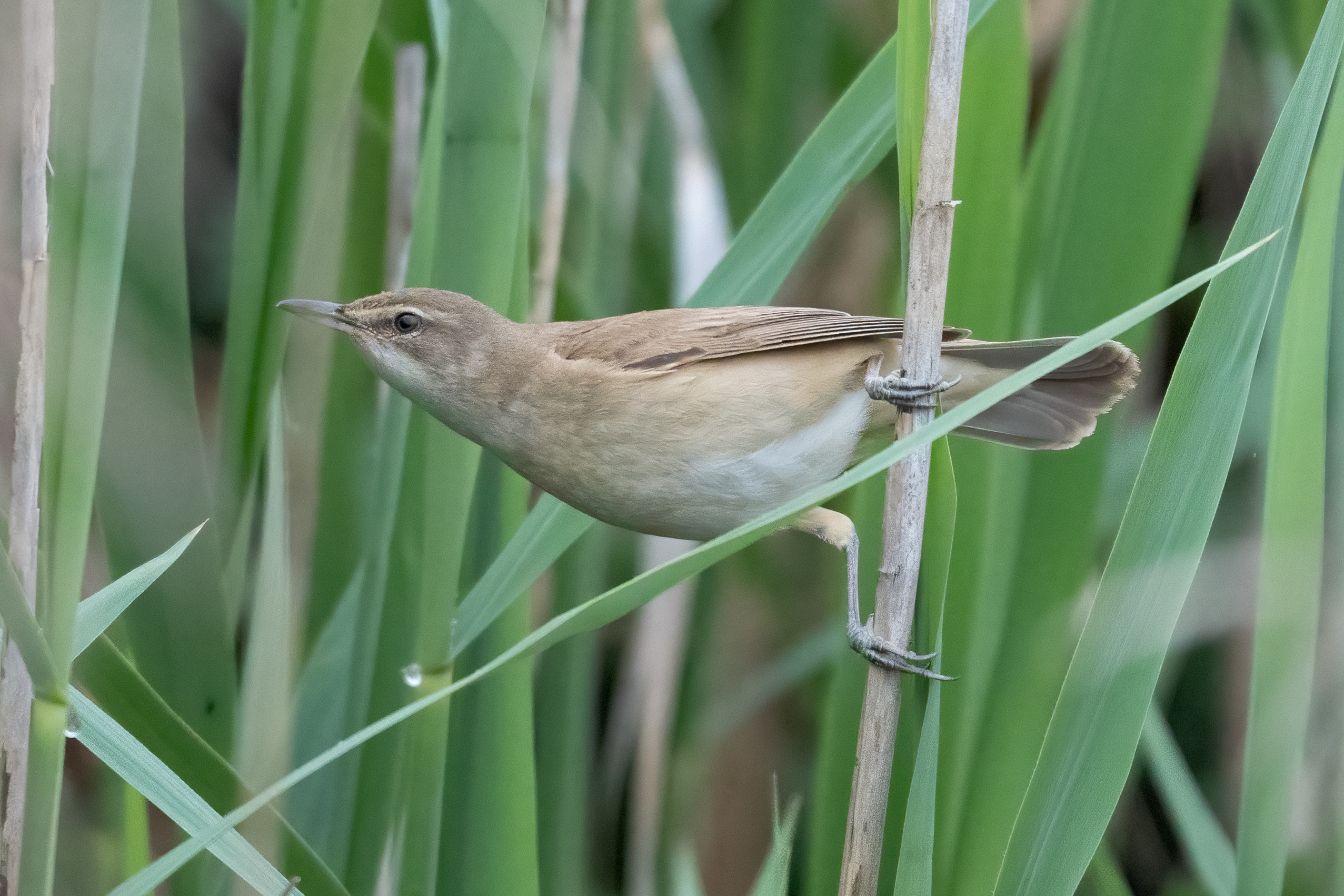 Foto di: Nicola Pini