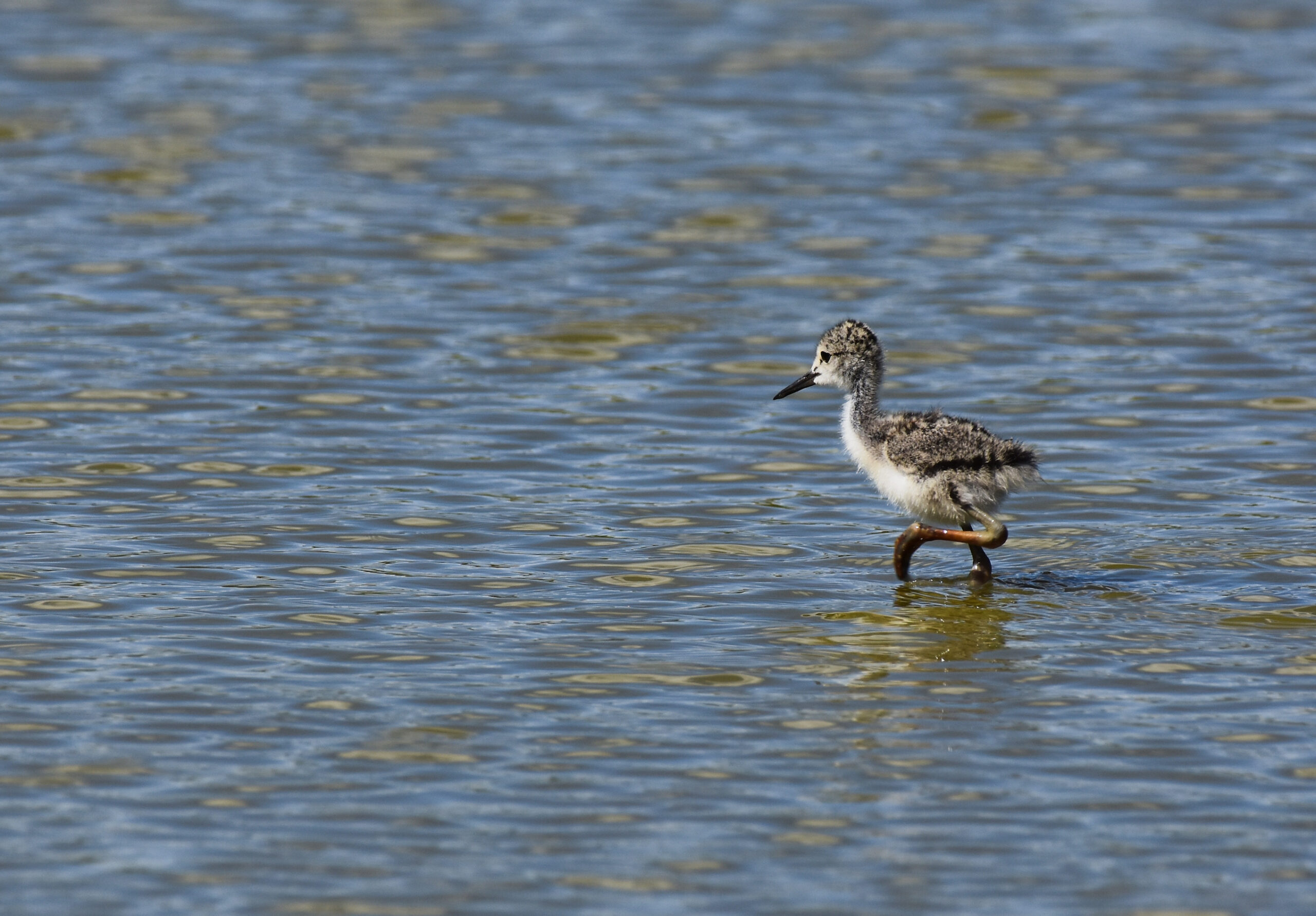 Foto di: Diana Sauer