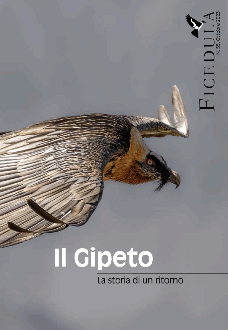 Speciale Gipeto, Ficedula N. 55, 2023