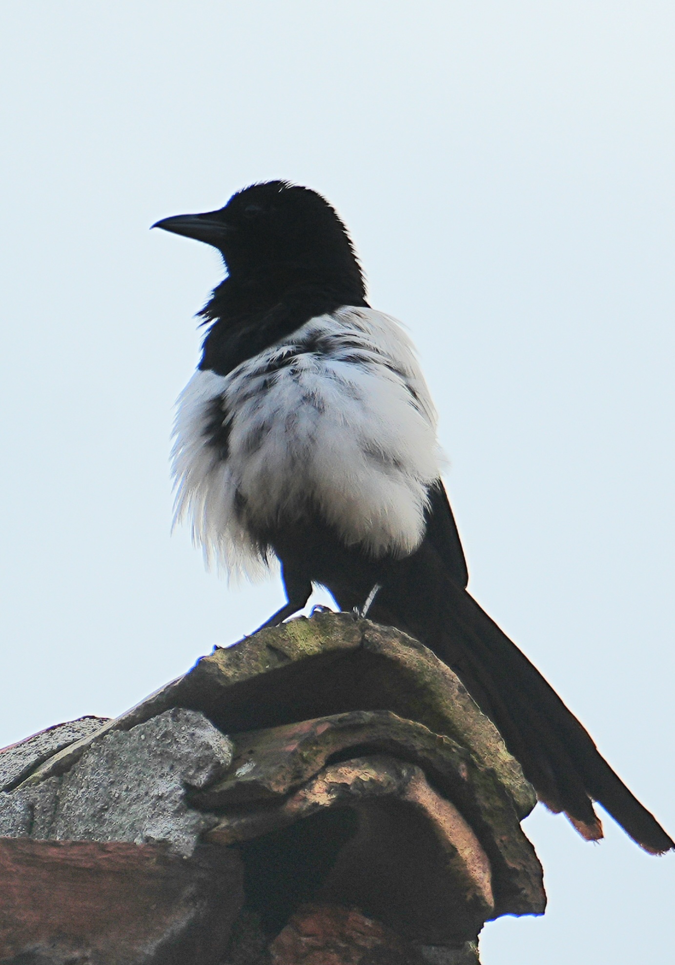 Foto di: Simona Bassi