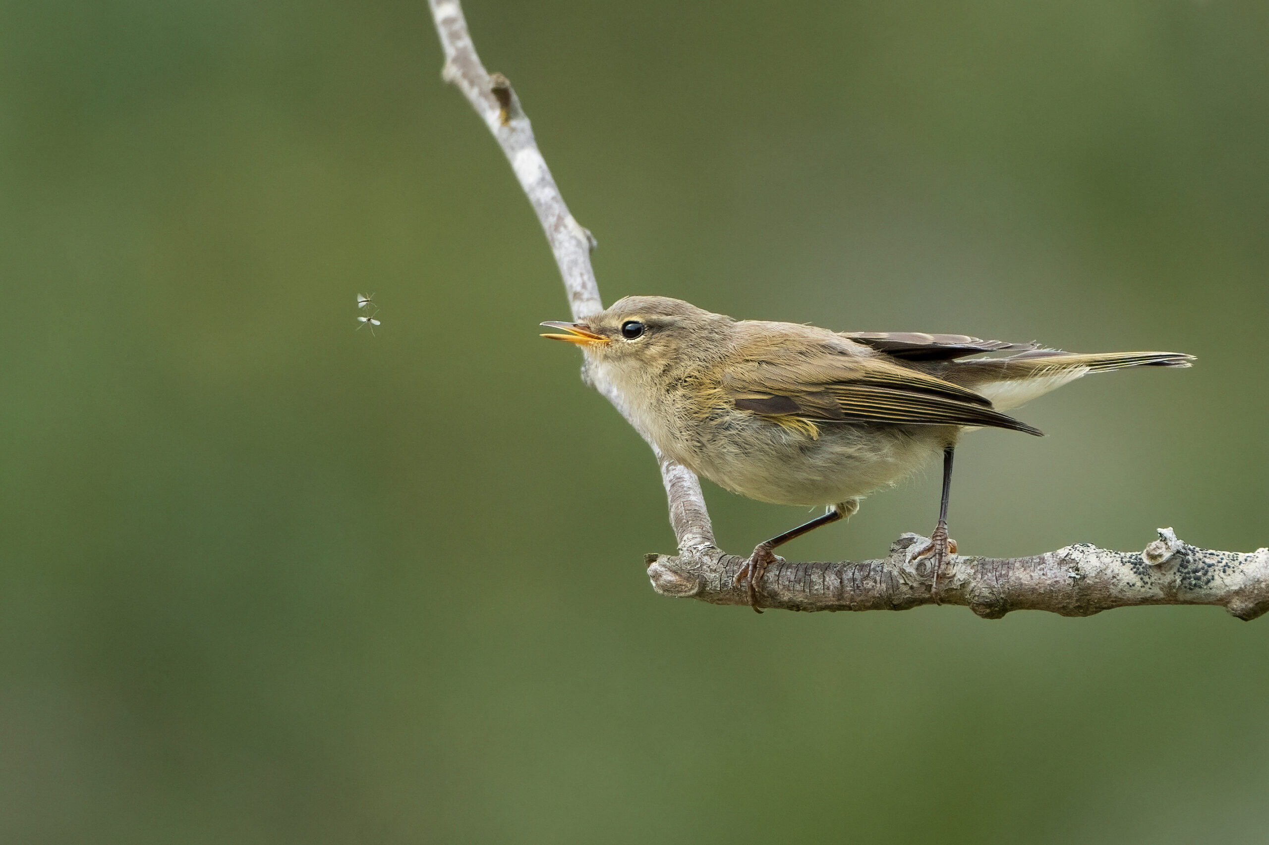 Foto di: Nicola Pini