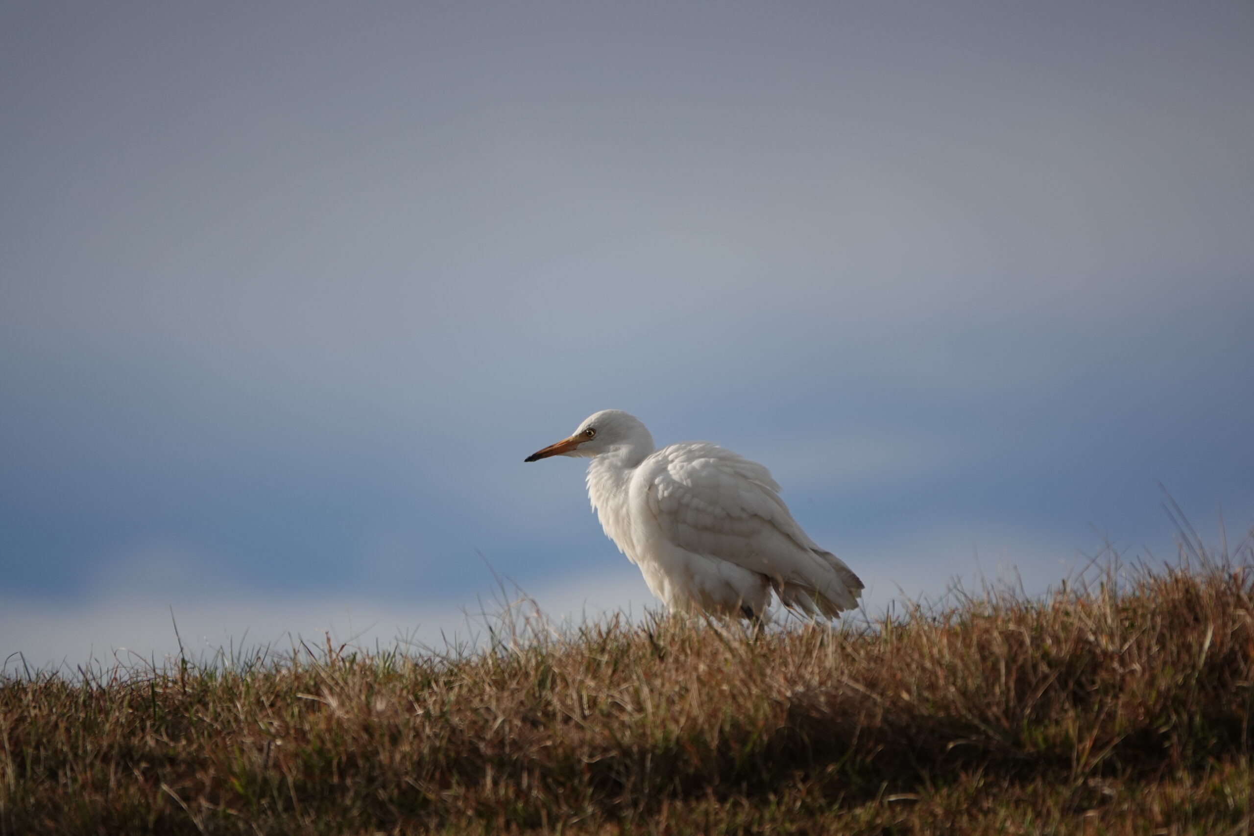 Foto di: Mauro Storni