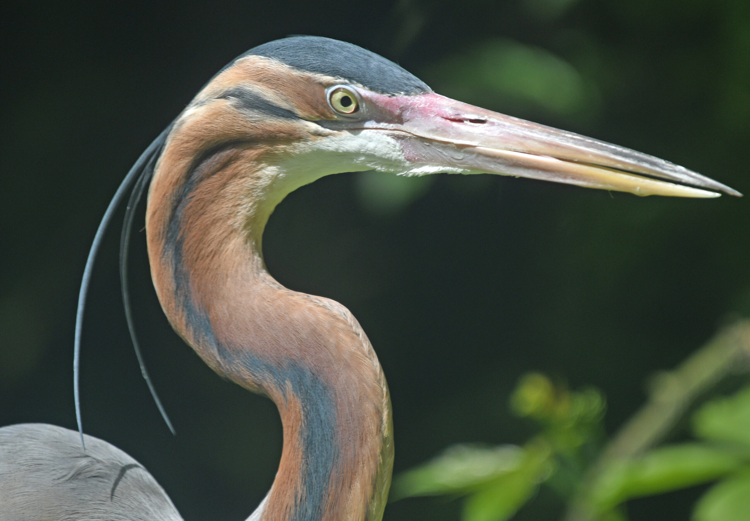 Foto di: Davide Magnaghi