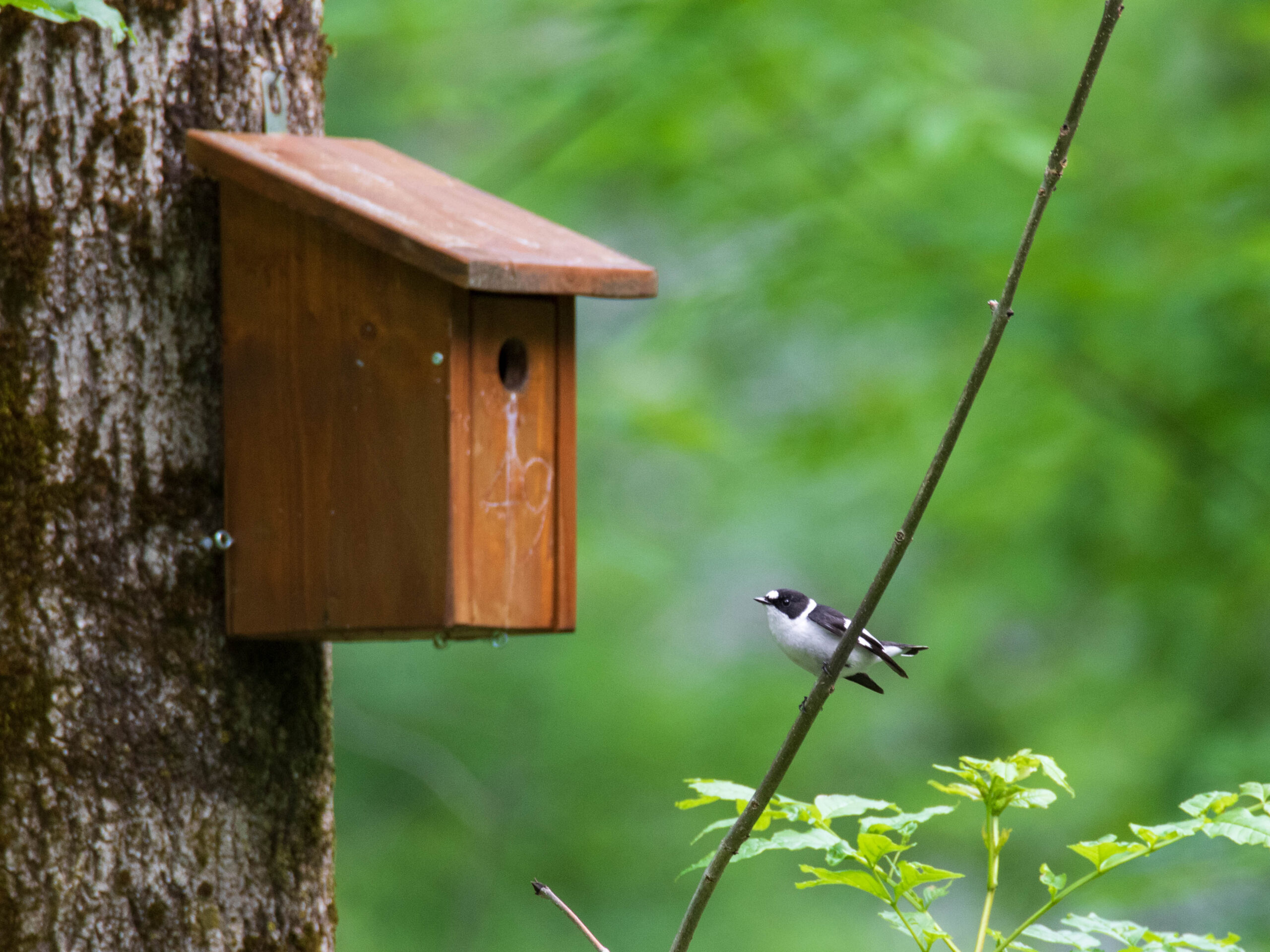 Foto di: Enea Fadini