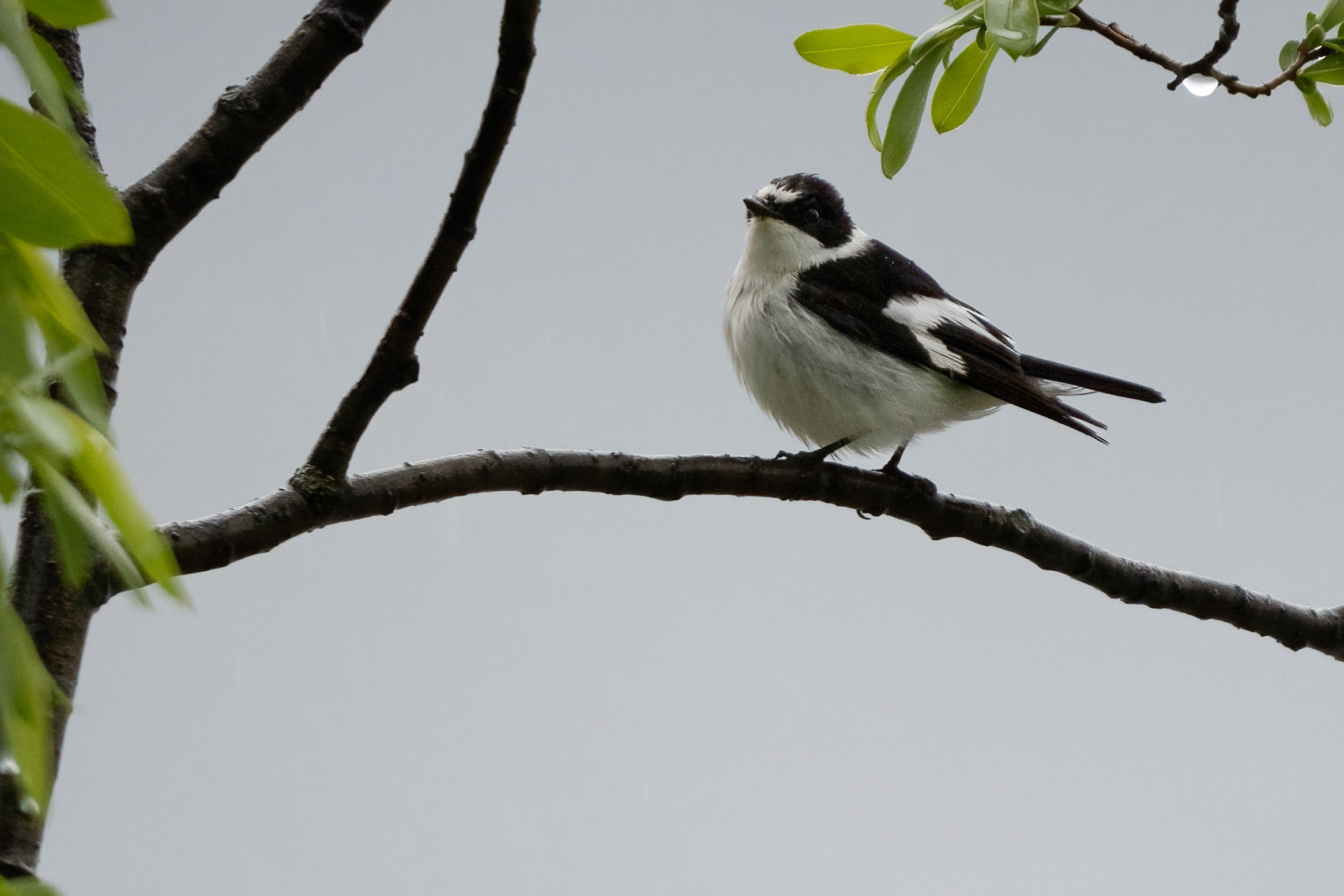 Foto di: Nicola Pini