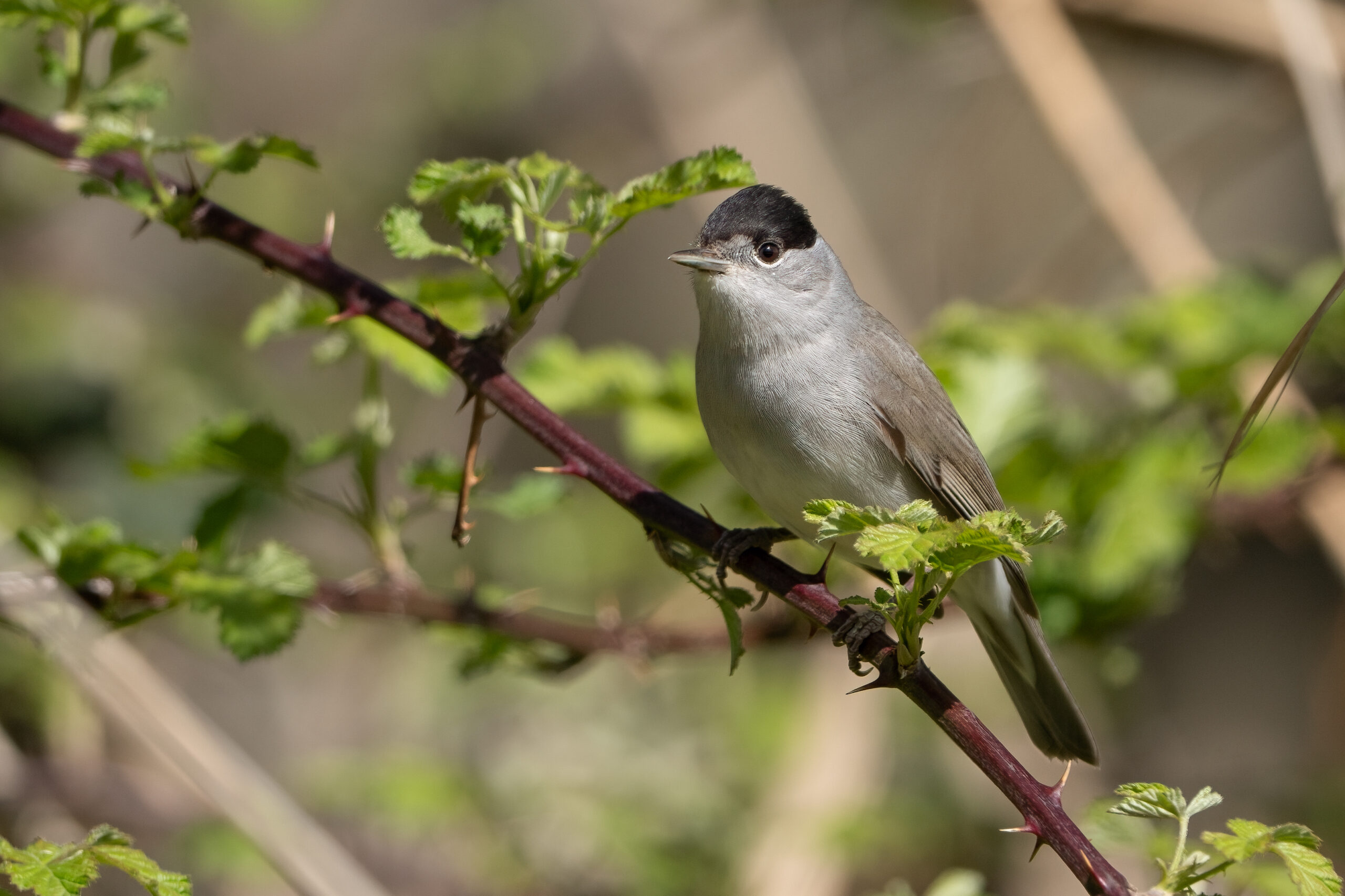 Foto di: Nicola Pini