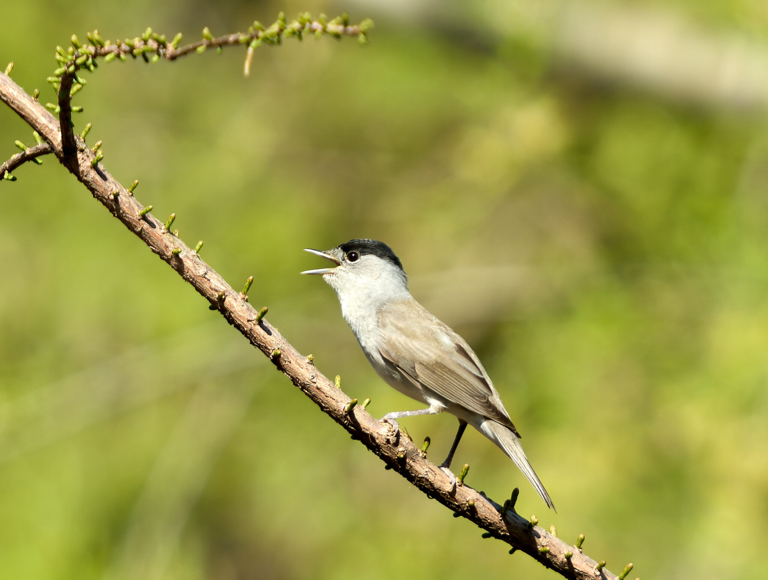 Foto di: Olaf Homfeld