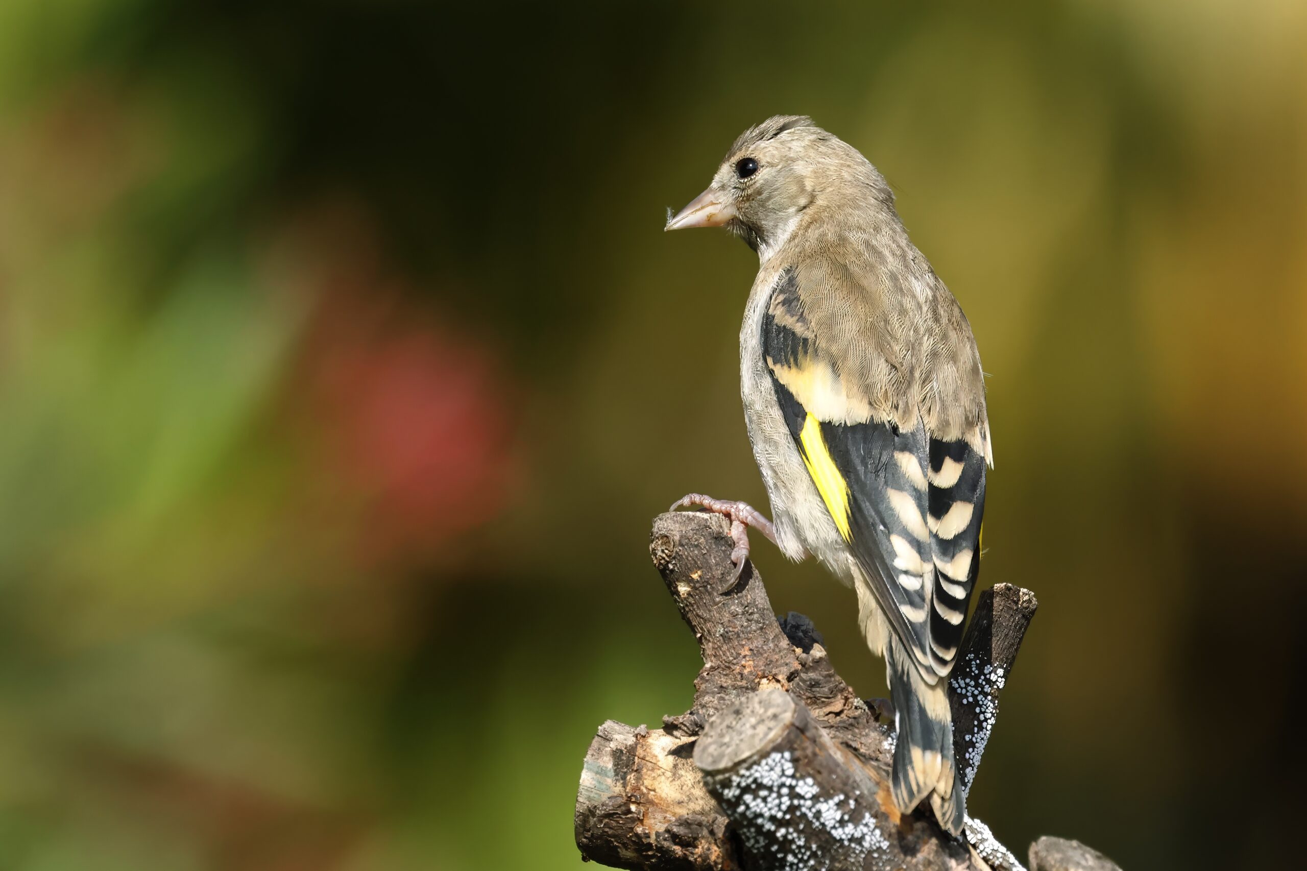 Foto di: Jorge Herzig