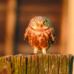 Progetto conservazione - Ficedula