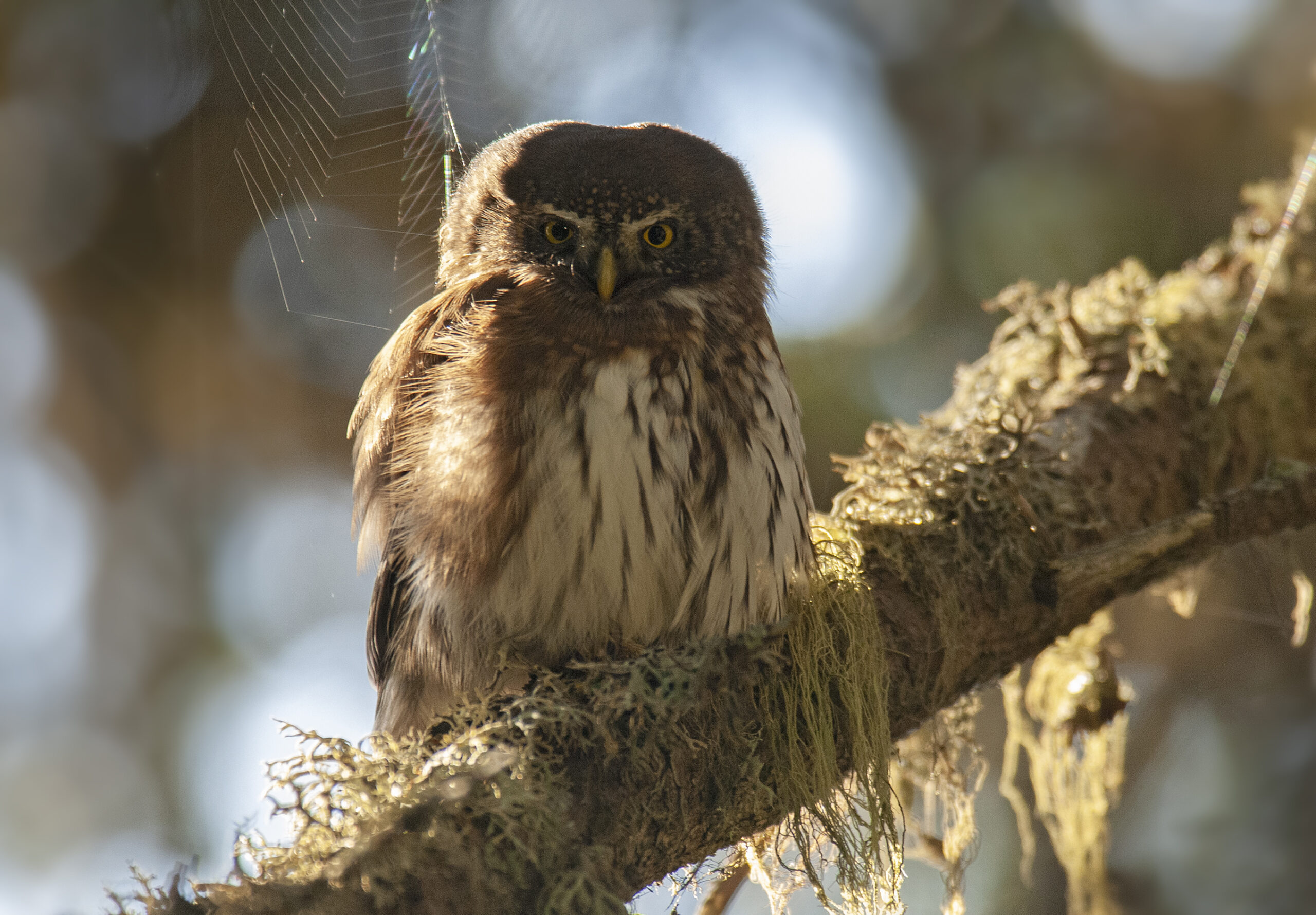 Foto di: Giorgio Mangili