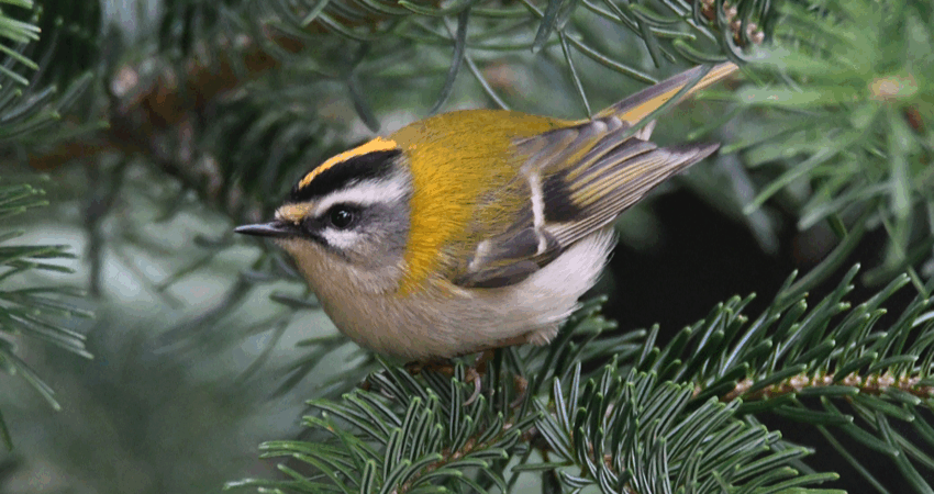 Fiorrancino - Ficedula