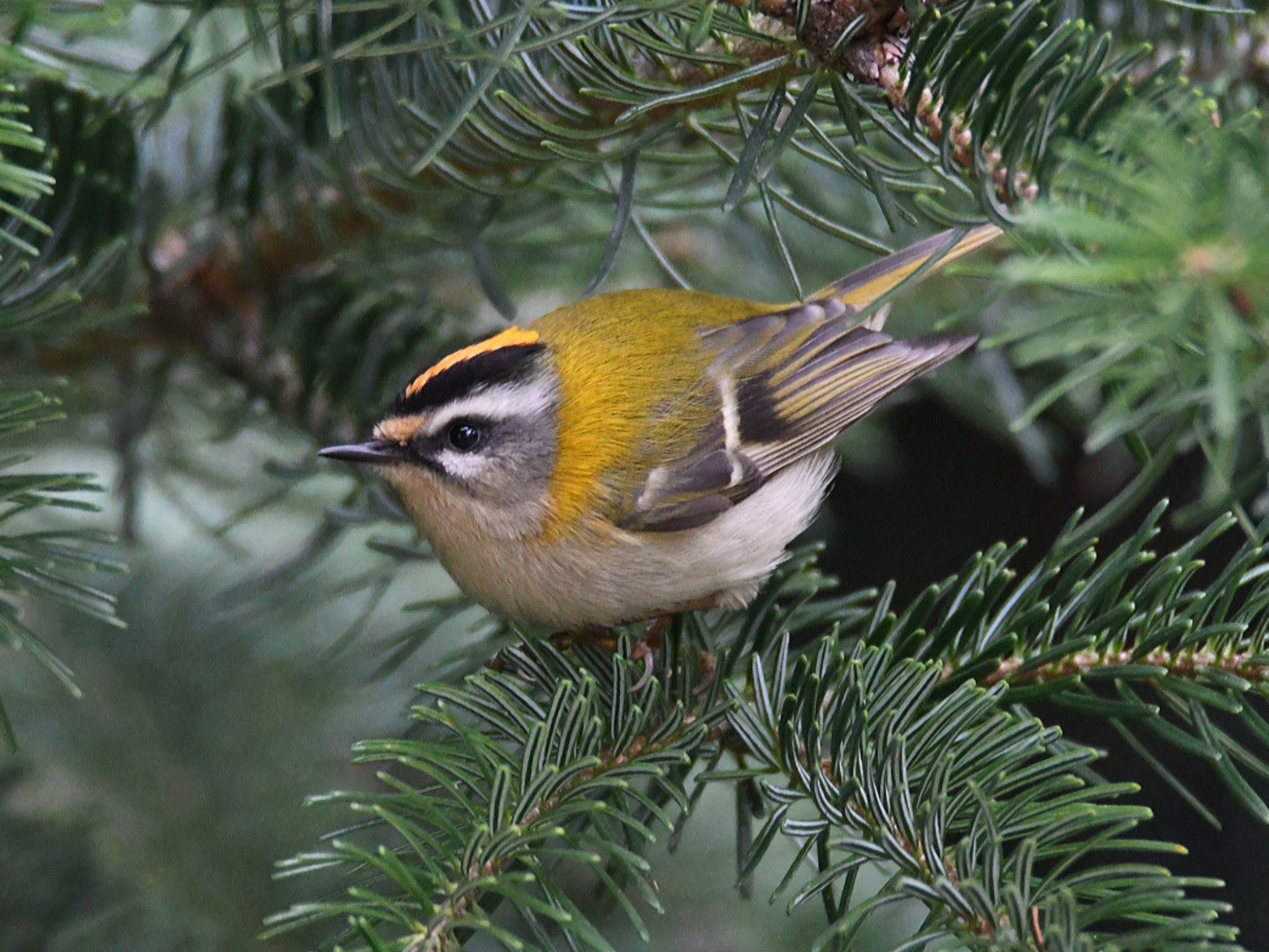 Fiorrancino - Ficedula