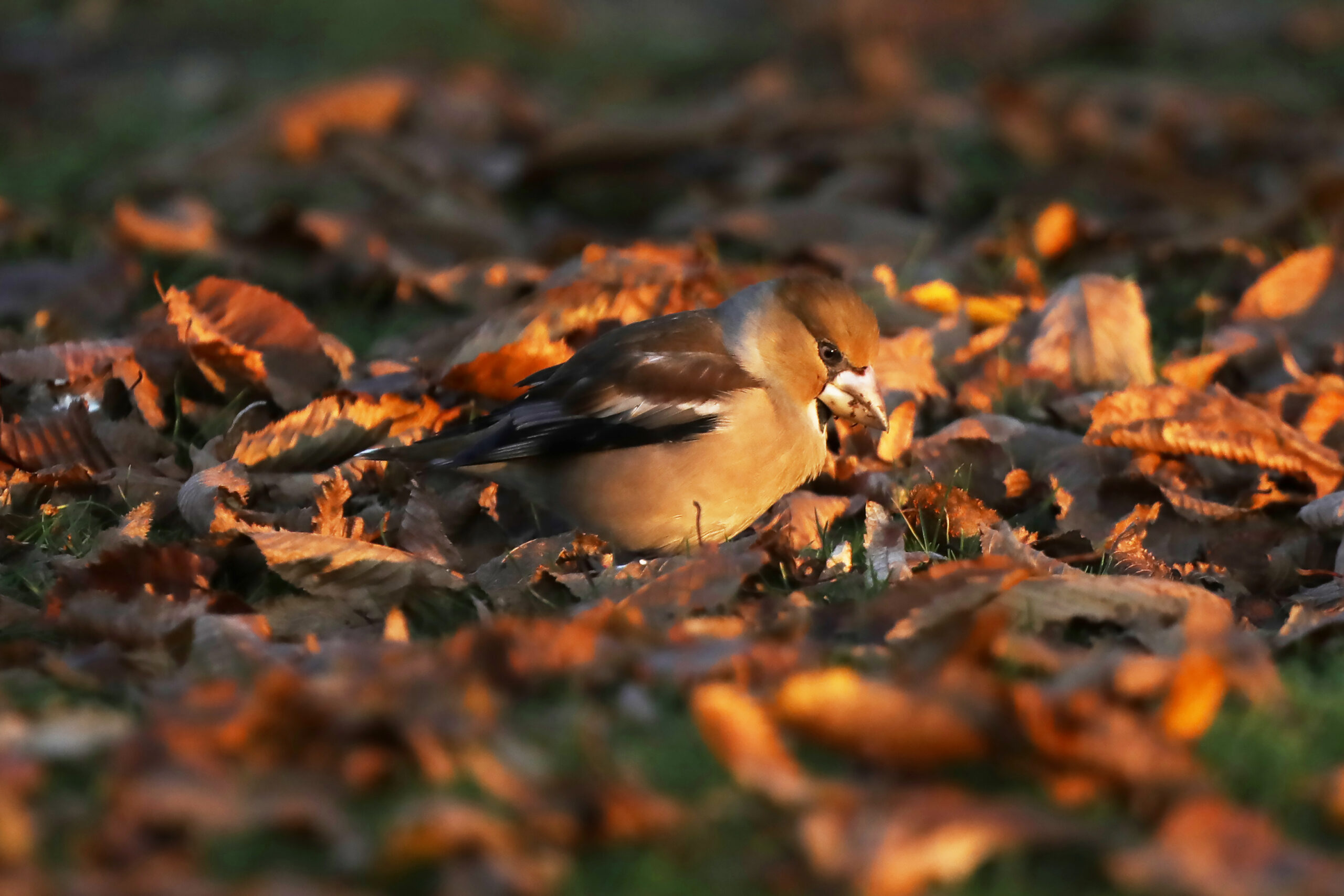 Foto di: Gianni Marcolli
